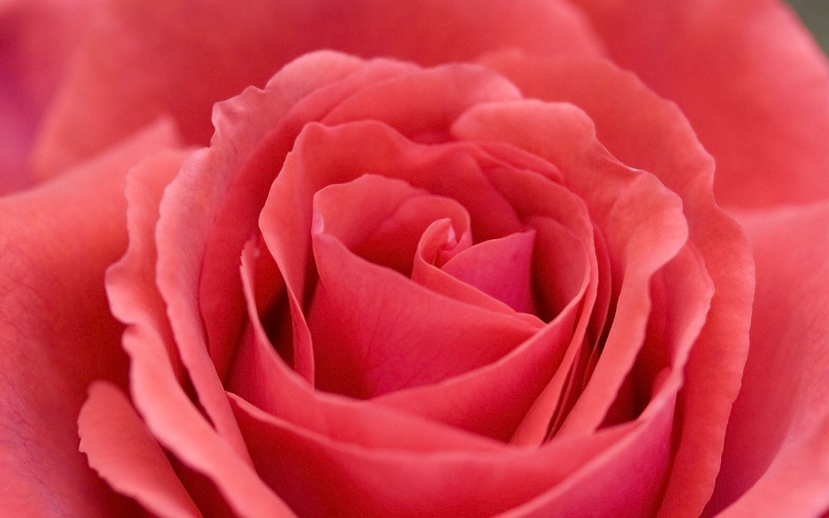 Sweet Rose Wallpaper - Take Care Love U - HD Wallpaper 