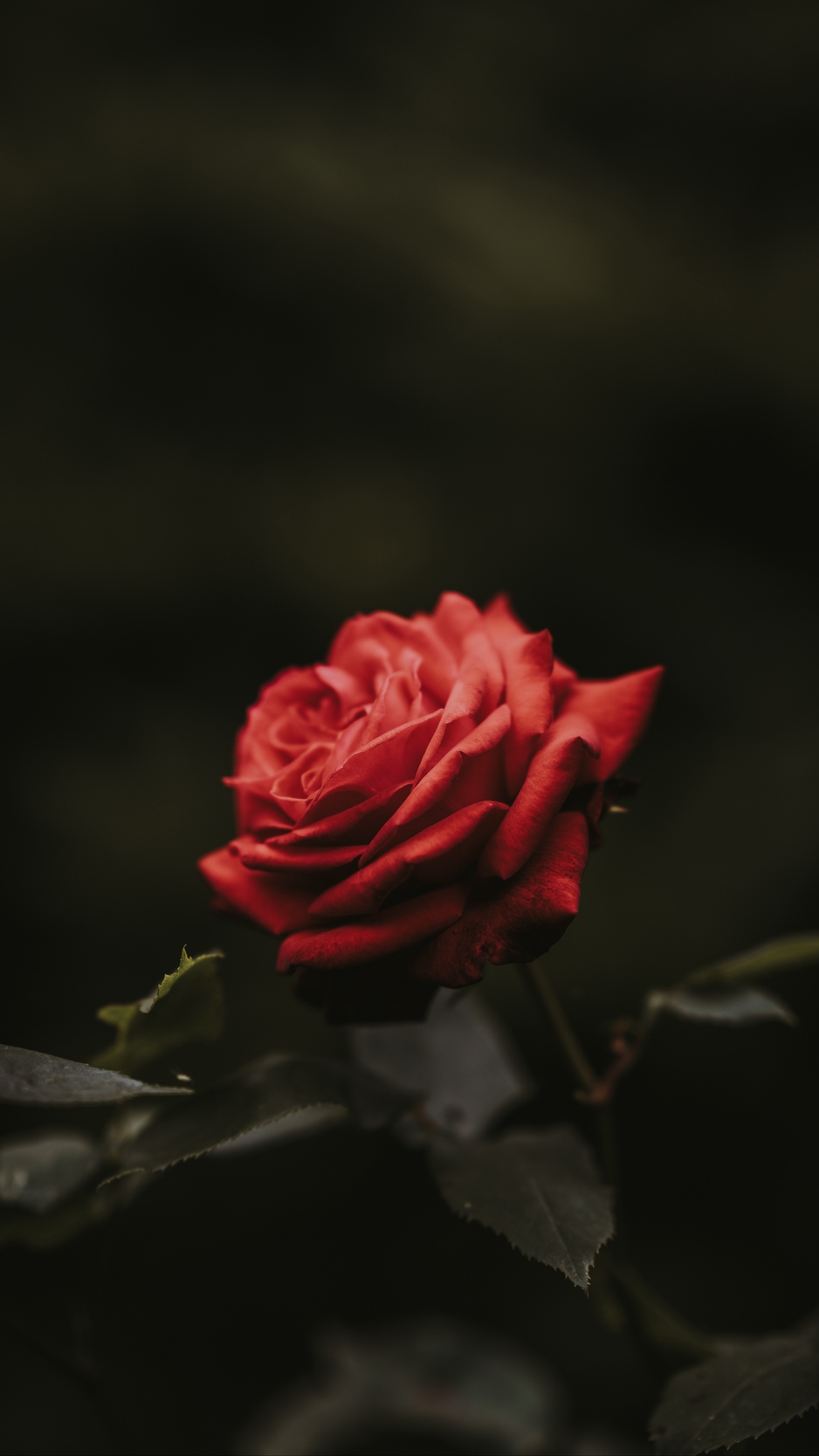Wallpaper Rose, Bud, Red, Flower, Blur - Iphone Red Rose Wallpaper Hd -  938x1668 Wallpaper 