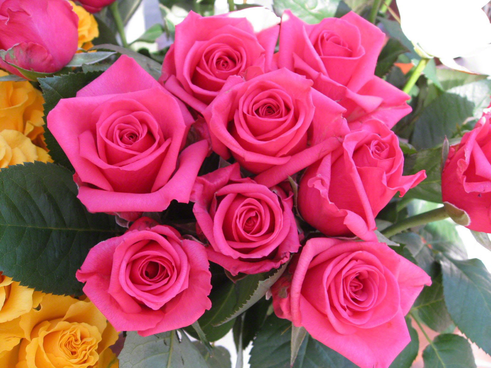 Pink Roses Wallpaper Bouquet - Bunch Of Pink Roses - HD Wallpaper 