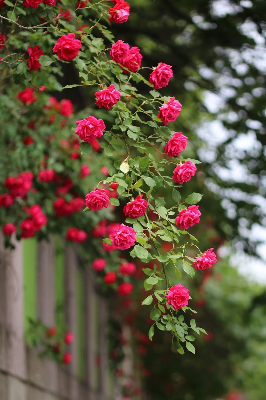 Rose, Rose Vines, Nature, Plants, Beautiful, Red Roses, - Rose Vines - HD Wallpaper 
