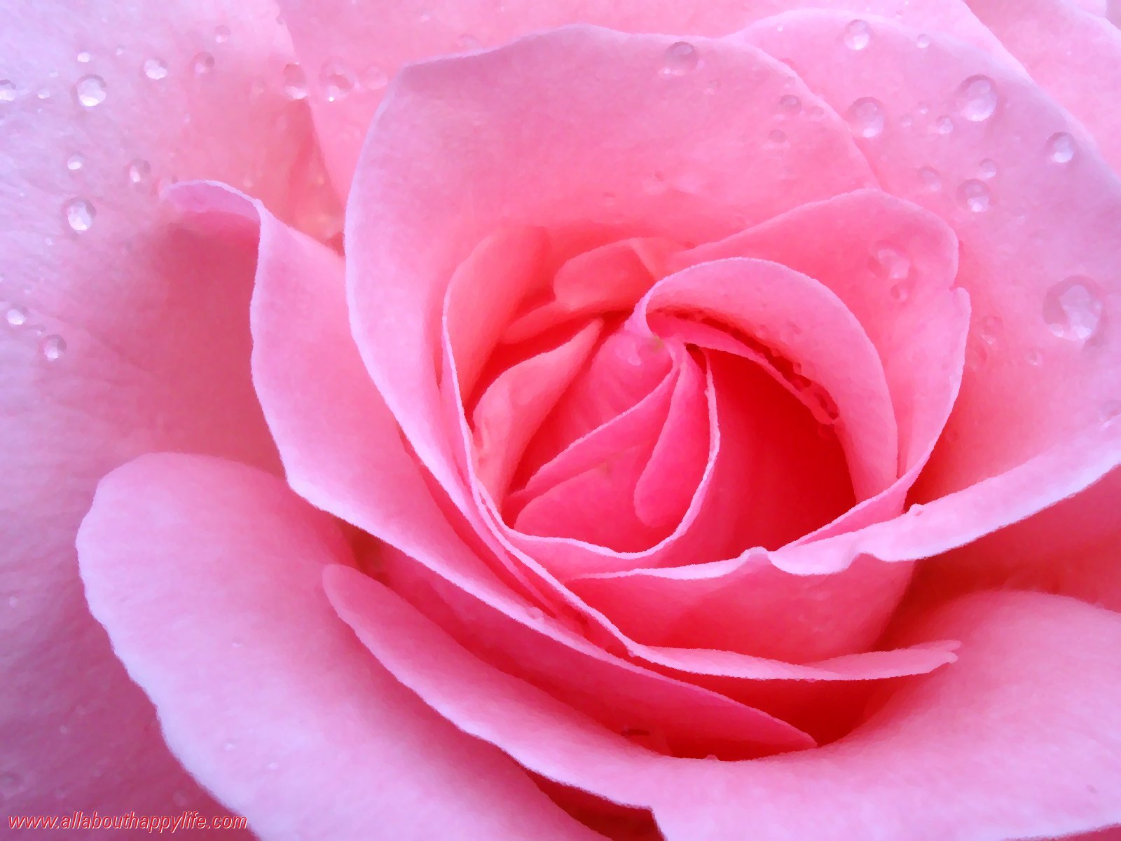 Wallpaper Rose Of Love - Roses Of Love - HD Wallpaper 