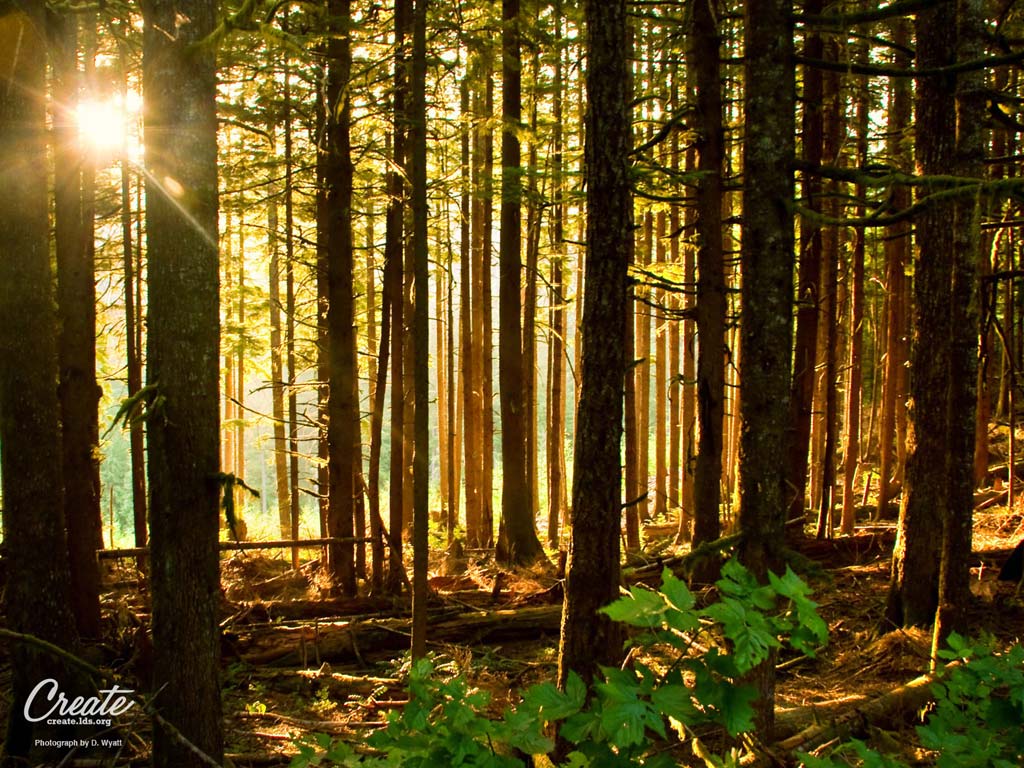 Sacred Grove Of Trees - HD Wallpaper 