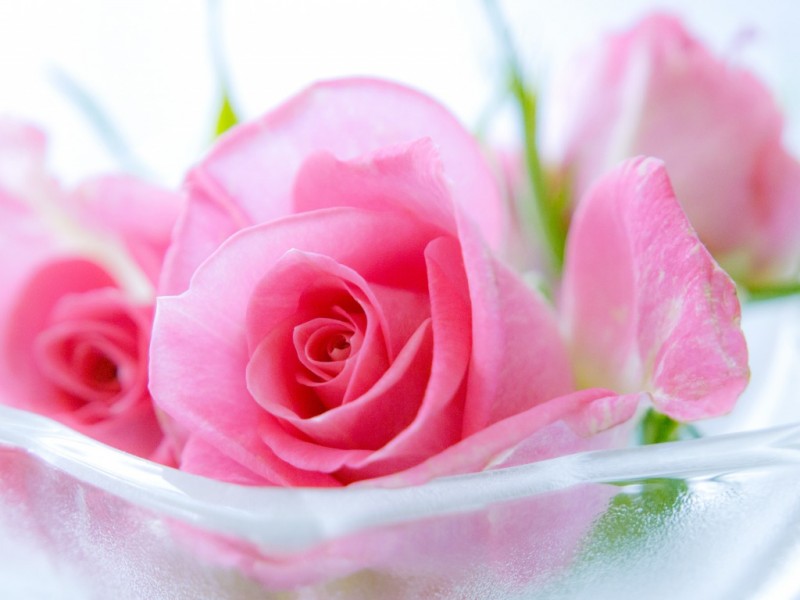 Beautiful Pink Rose Flowers Hd Wallpapers - Pink Rose Wallpaper For Desktop Full Size - 800x600 Wallpaper Beautiful Pink Rose Flowers Hd Wallpapers - Pink Rose Wallpaper For Desktop Full Size - 800x600 Wallpaper