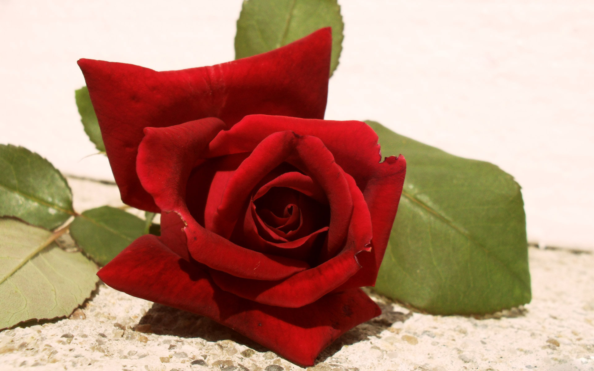 Red Rose Collected,download Free Love Wallpapers,love - Garden Roses - HD Wallpaper 
