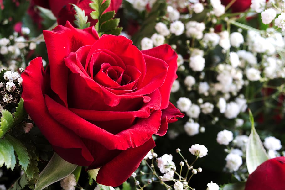 Red, Rose, Flower, Petals, White, Bloom, Nature, Flora, - Garden Roses - HD Wallpaper 