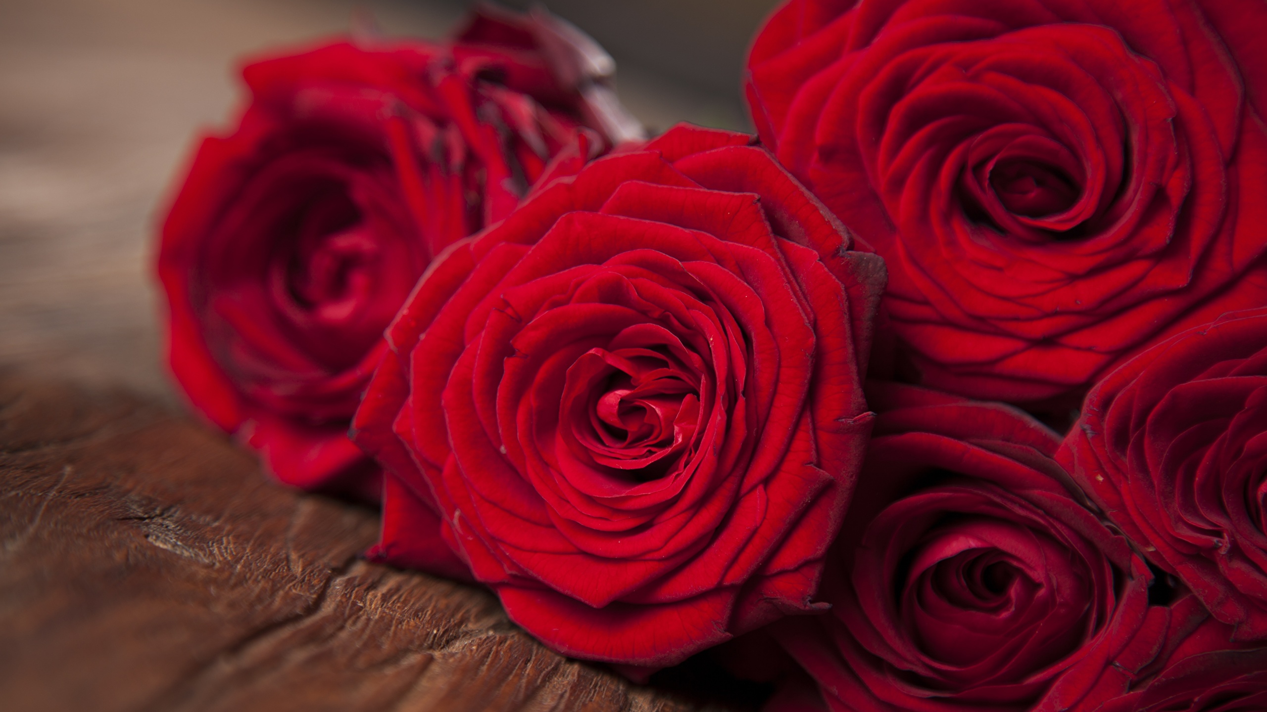 Red Roses - HD Wallpaper 