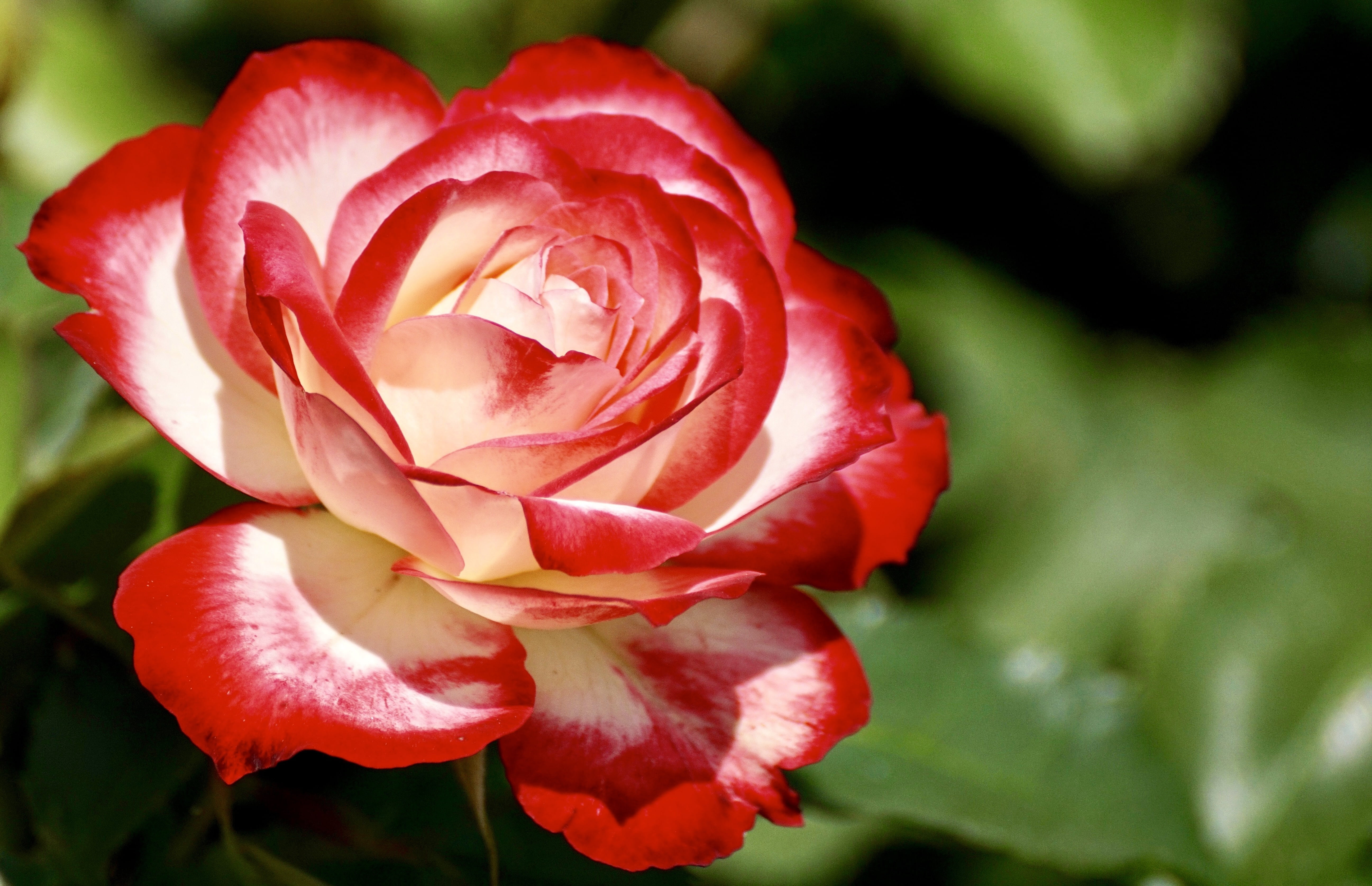 Red And White Rose Wallpaper - HD Wallpaper 