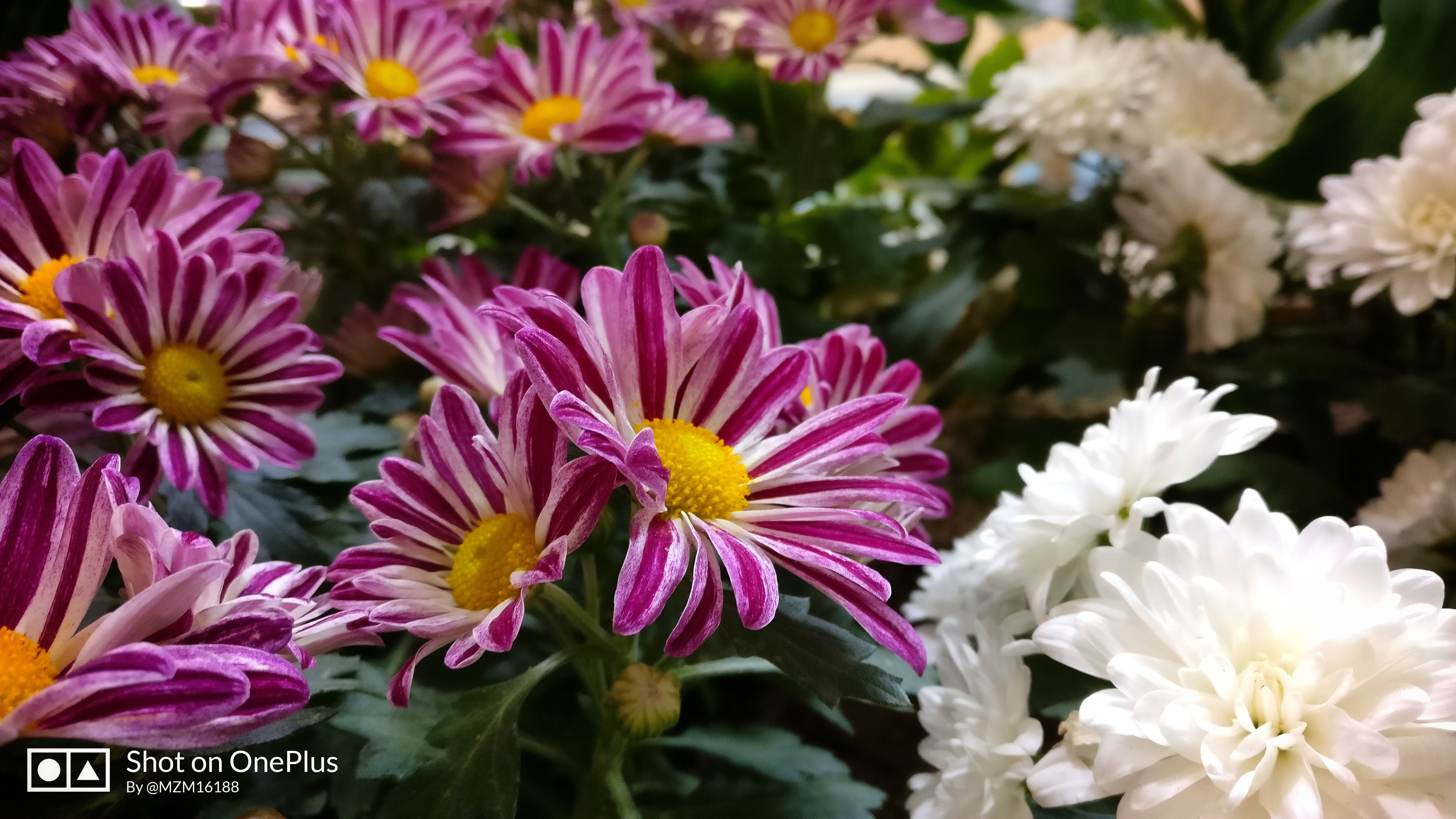 Beautiful Pictures Of Roses For Wallpaper - HD Wallpaper 