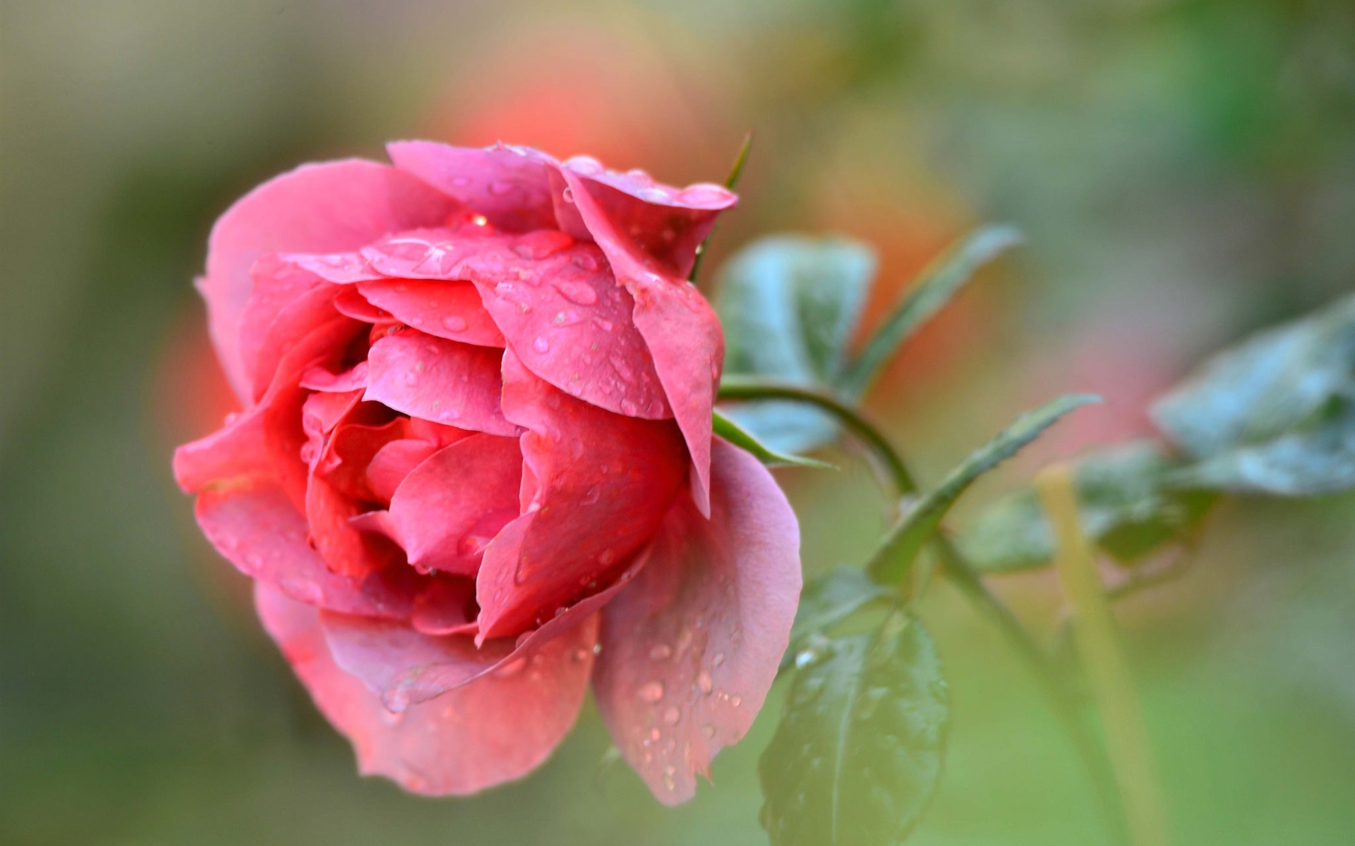 Wallpaper Single Red Rose Flower, Water Drops - Single Rose Flower Hd - HD Wallpaper 