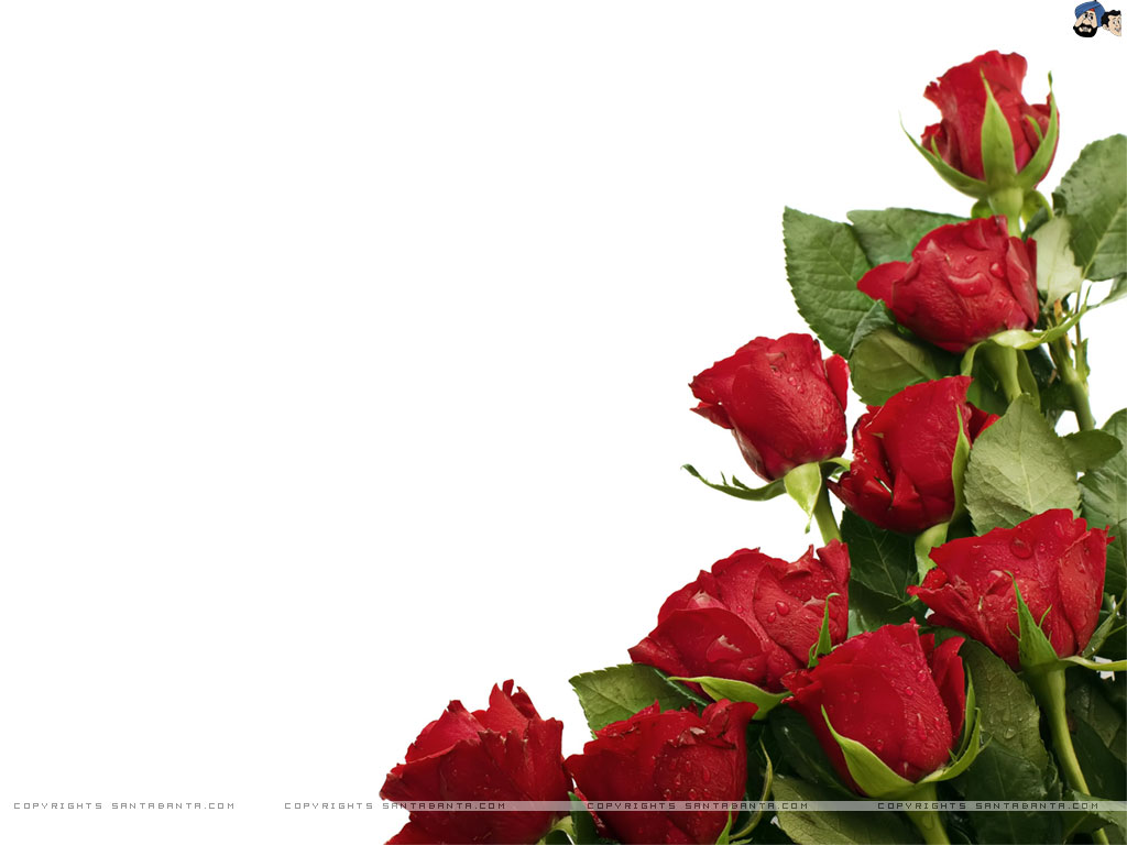 Roses - Vanillin Isobutyrate Fragrance Ingredients - HD Wallpaper 