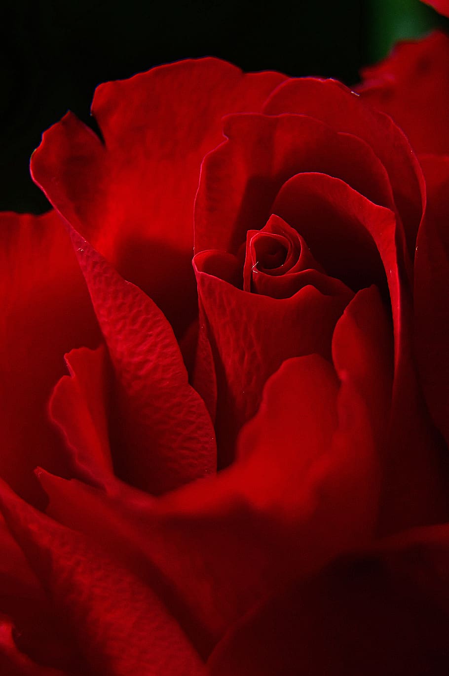 Rose, Rose Petals, Red Rose, Romantic, Love, Romance, - Red Iphone 5s - HD Wallpaper 