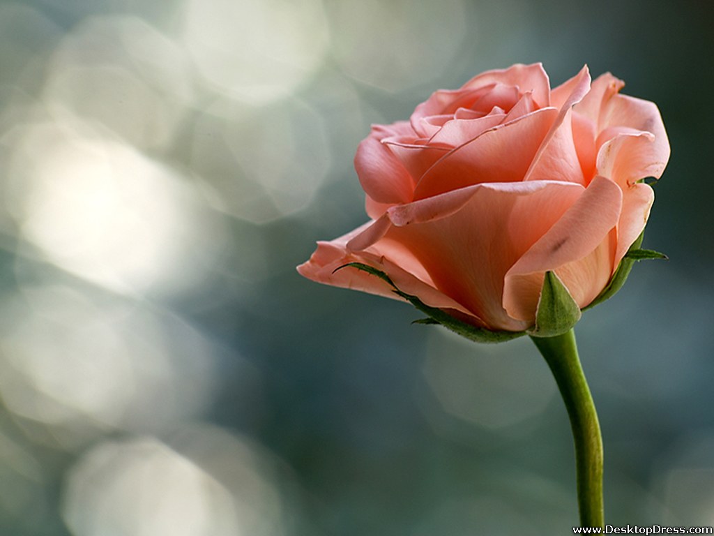 Rose For The Special Love - Happy Engineers Day With Flower - HD Wallpaper 