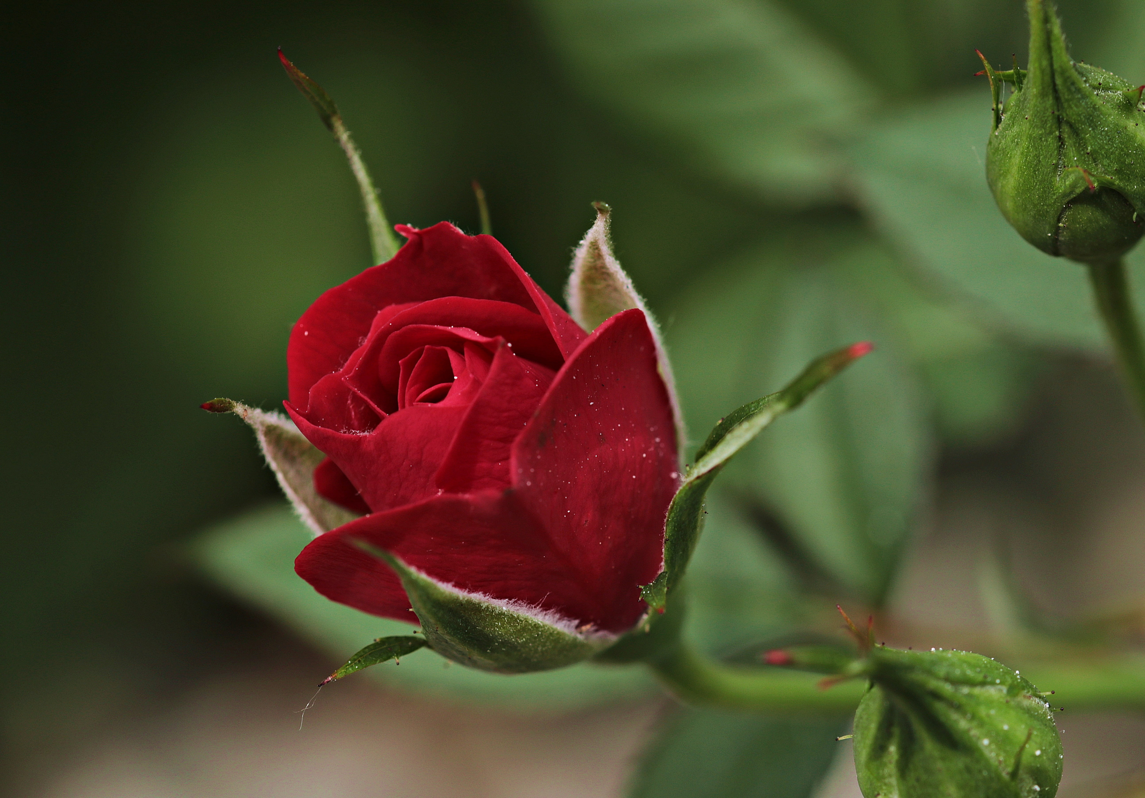 Rose Flower Information In Marathi Wikipedia - HD Wallpaper 