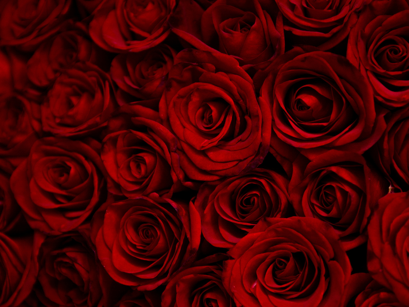 Dark, Red Roses, Decorative, Wallpaper - Dark Red Rose Wallpaper Hd -  1400x1050 Wallpaper 