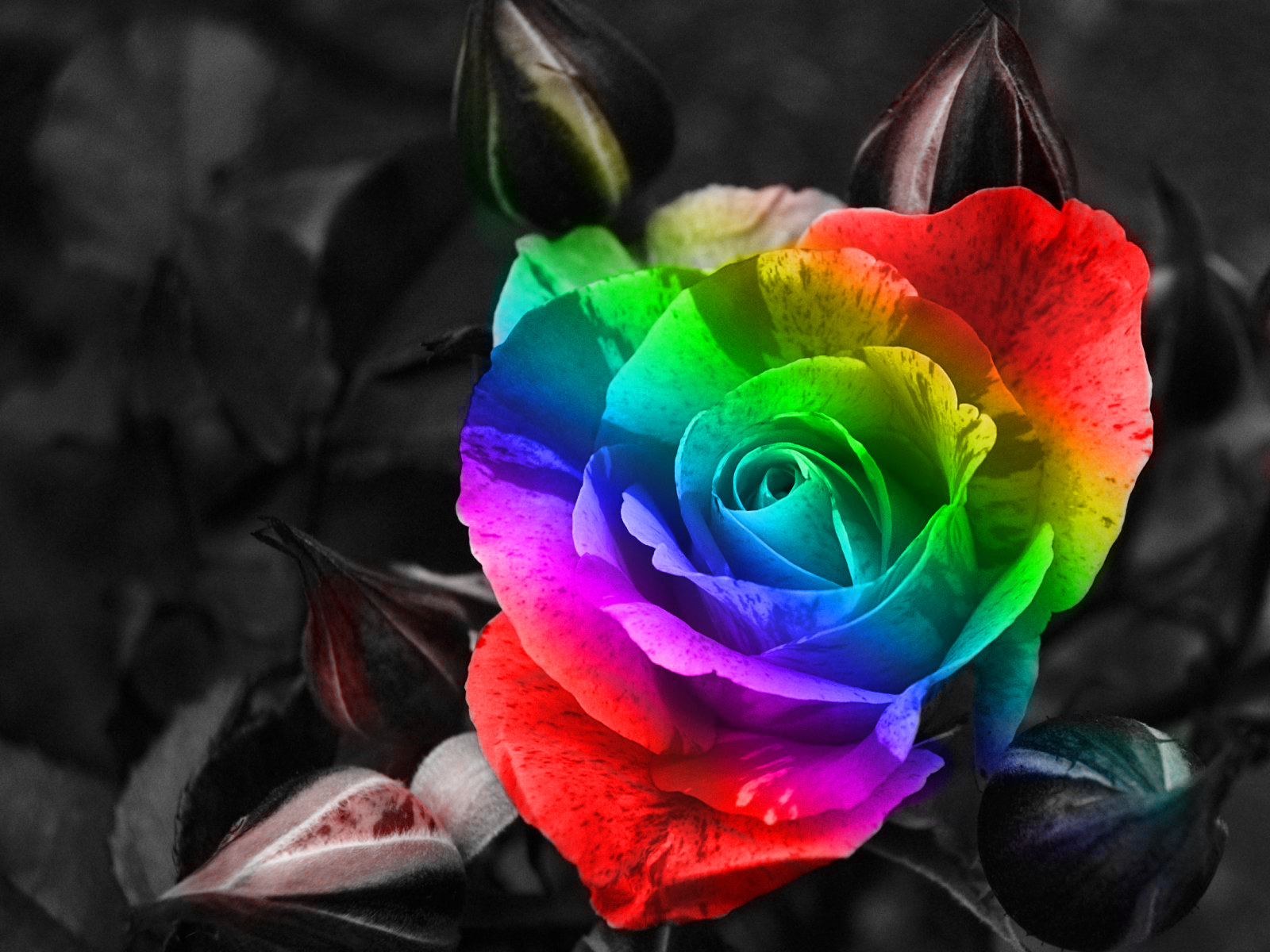 Rainbow Rose Wallpaper - Rainbow Flowers - HD Wallpaper 