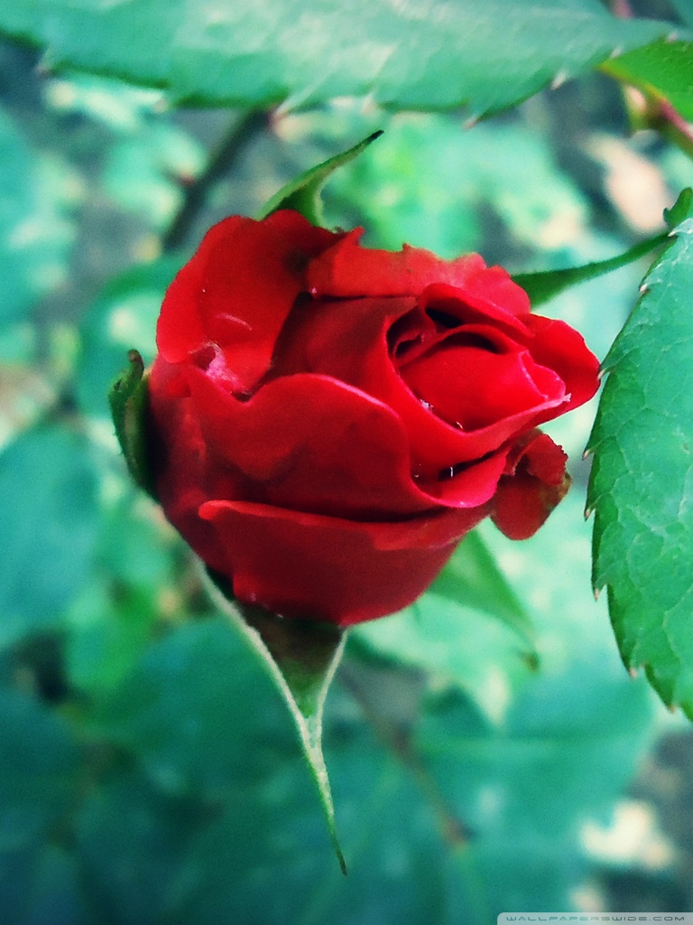 Rose Wallpaper Jpg 240 320 - HD Wallpaper 