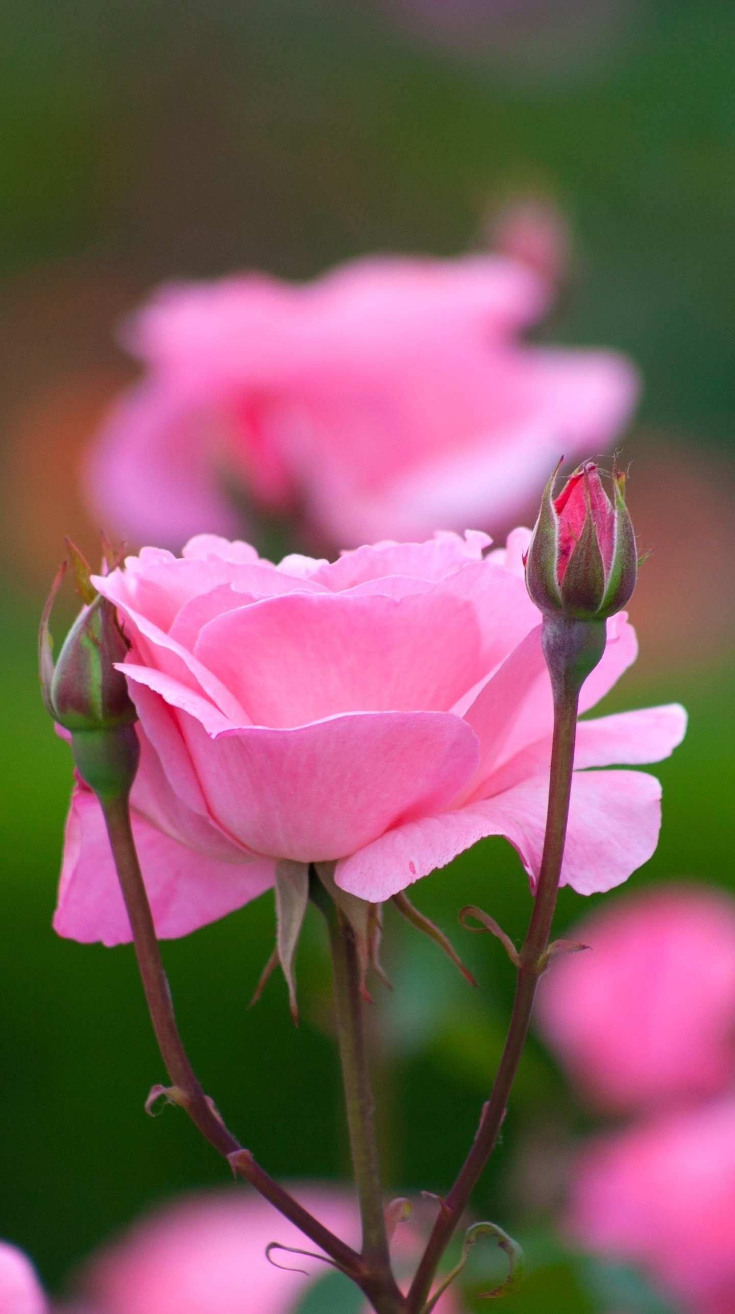 Rose, Flowers, Bloom, Bud, Pink, Portrait, Wallpaper - Flower Wallpaper Portrait Full Hd - HD Wallpaper 