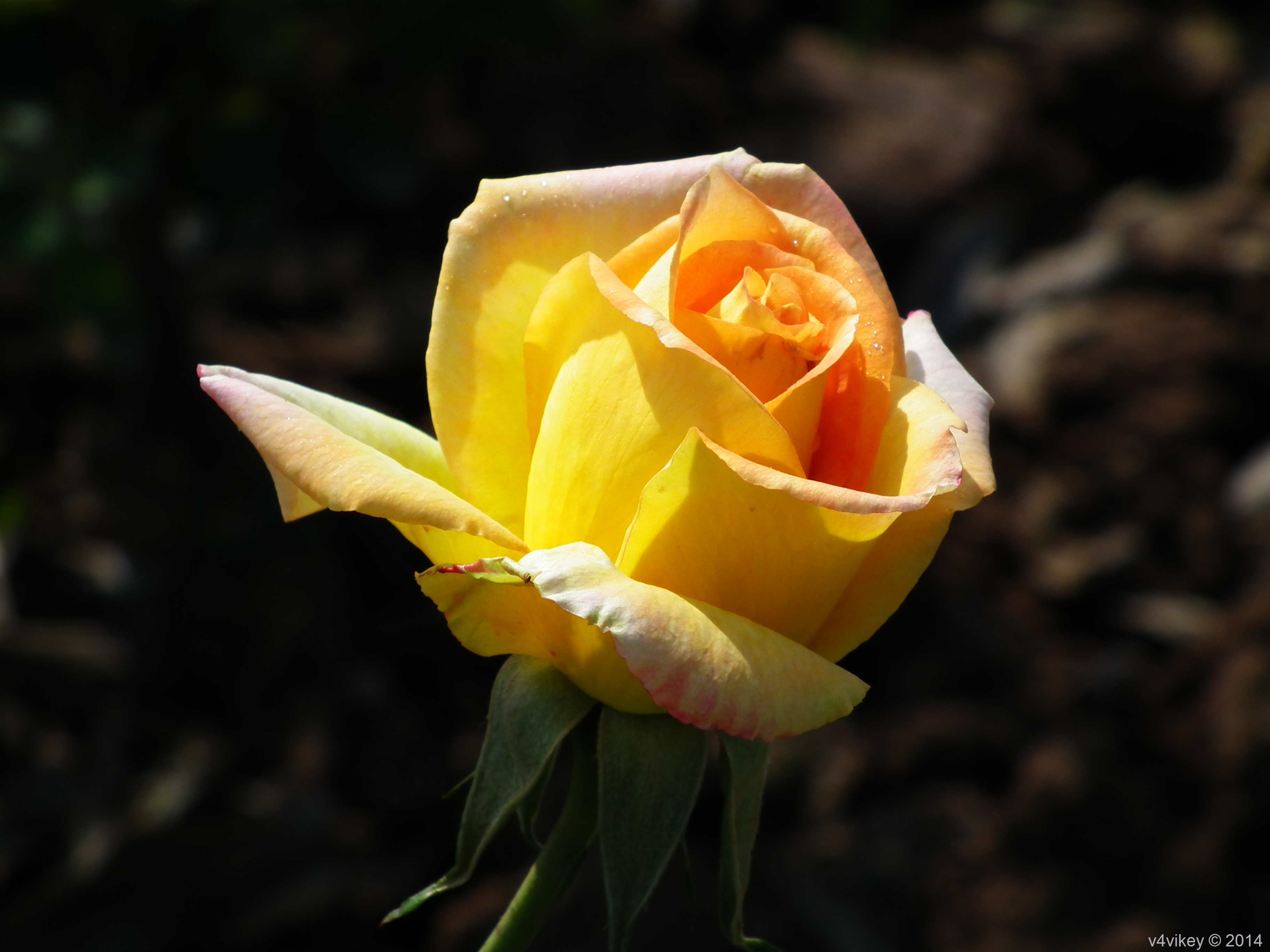 Different Type Of Rose Flowers In Different Colors - Rose Flowers In Different Colours - 3648x2736 Wallpaper Different Type Of Rose Flowers In Different Colors - Rose Flowers In Different Colours - 3648x2736 Wallpaper