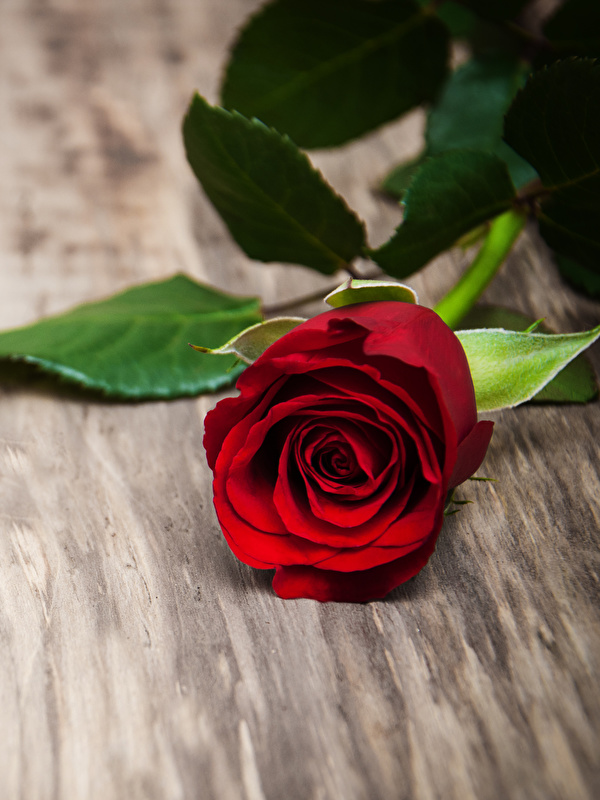 Iphone Red Rose Hd - HD Wallpaper 