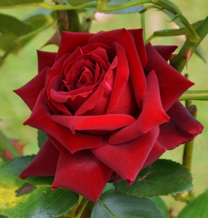 Red Rose Flower Images Download - HD Wallpaper 