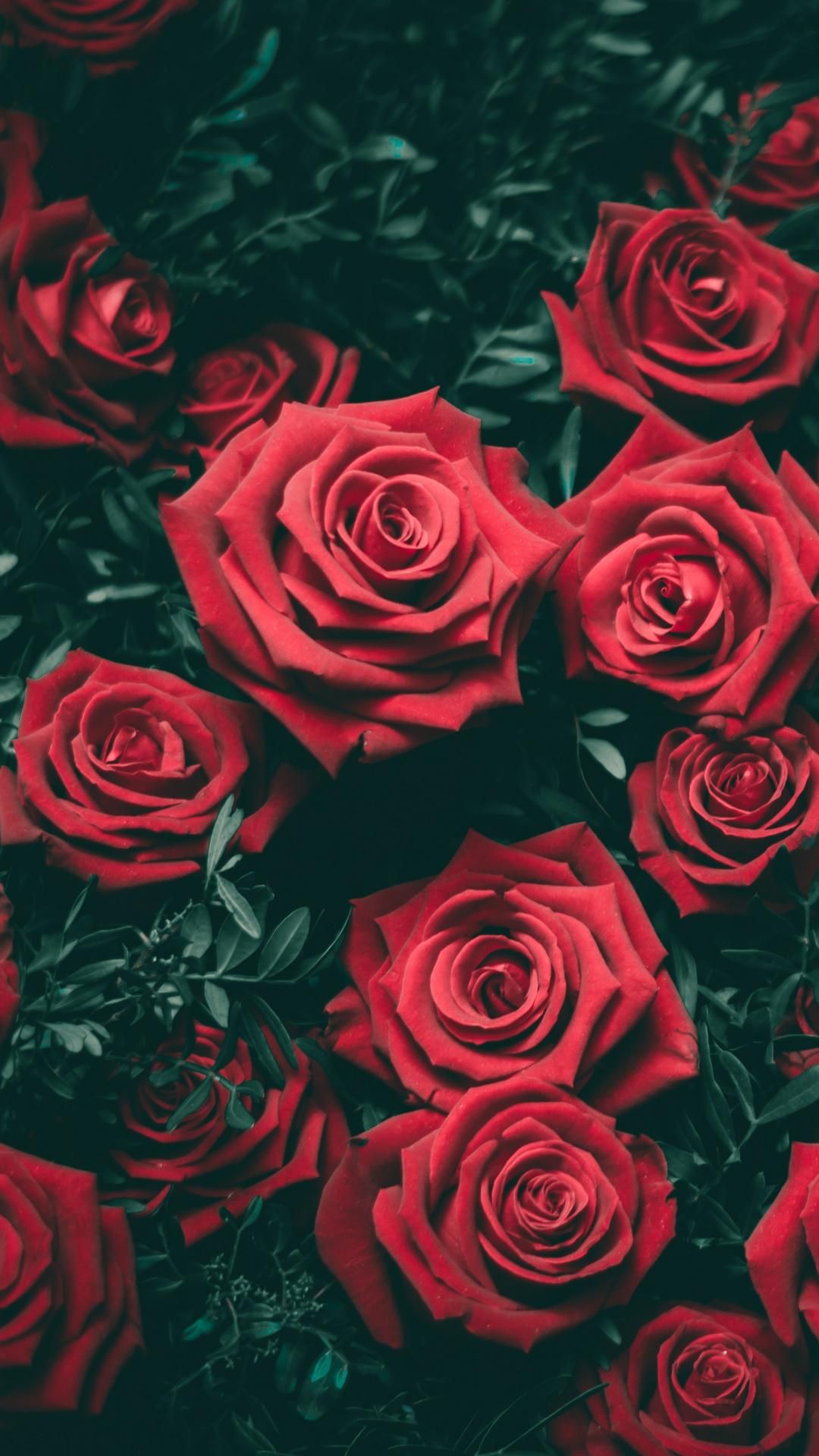 Red Roses - 1080x1920 Wallpaper 