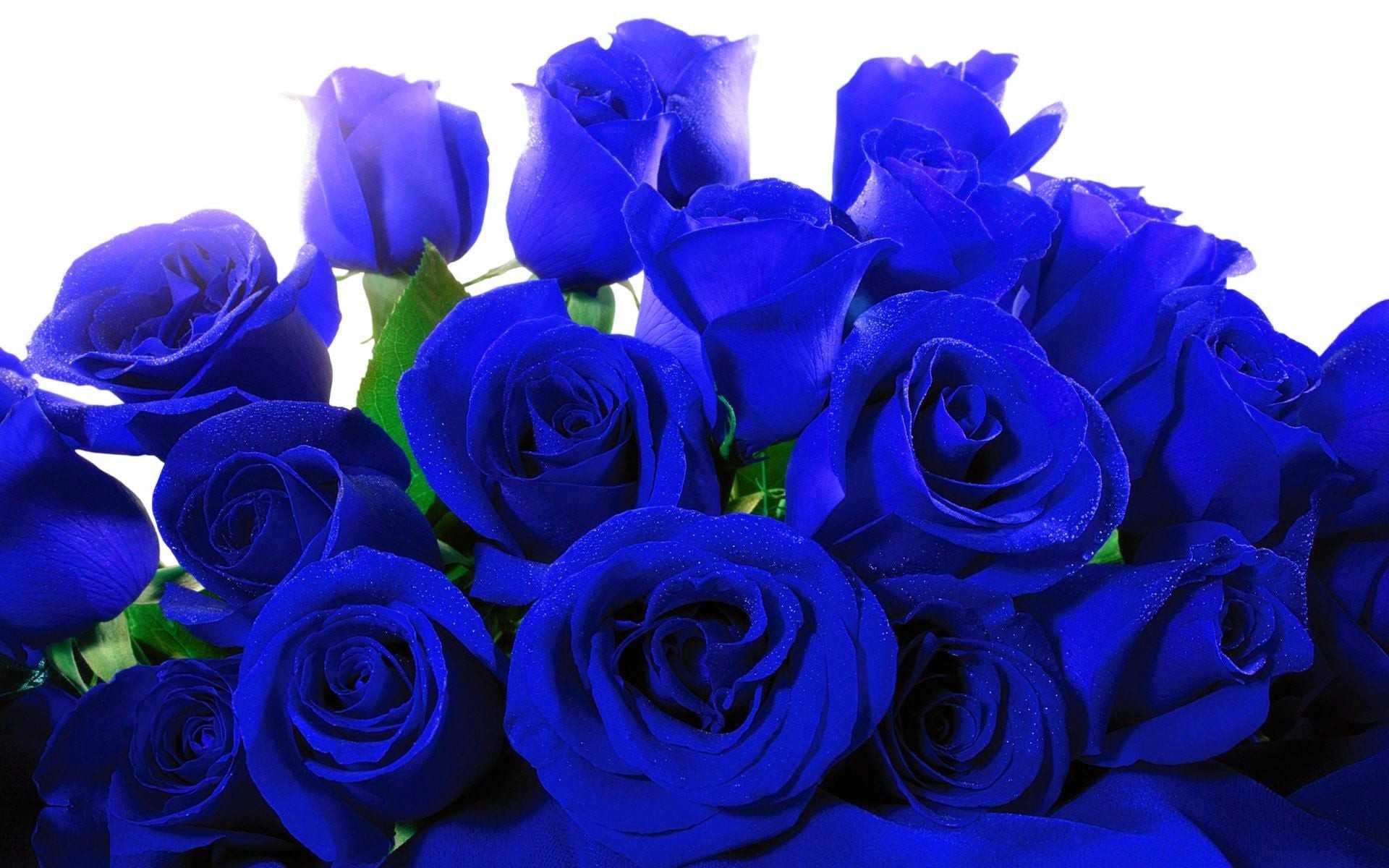 1920x1200, Amazing Blue Rose Wallpaper Free Download - Blue Roses Wallpaper Hd - HD Wallpaper 