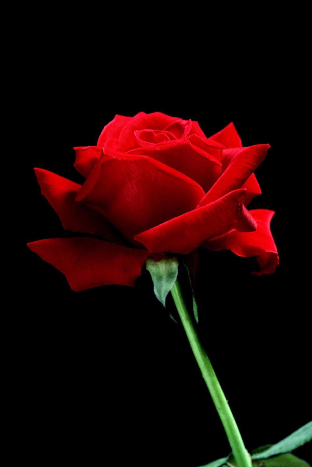 Single Red Rose - HD Wallpaper 