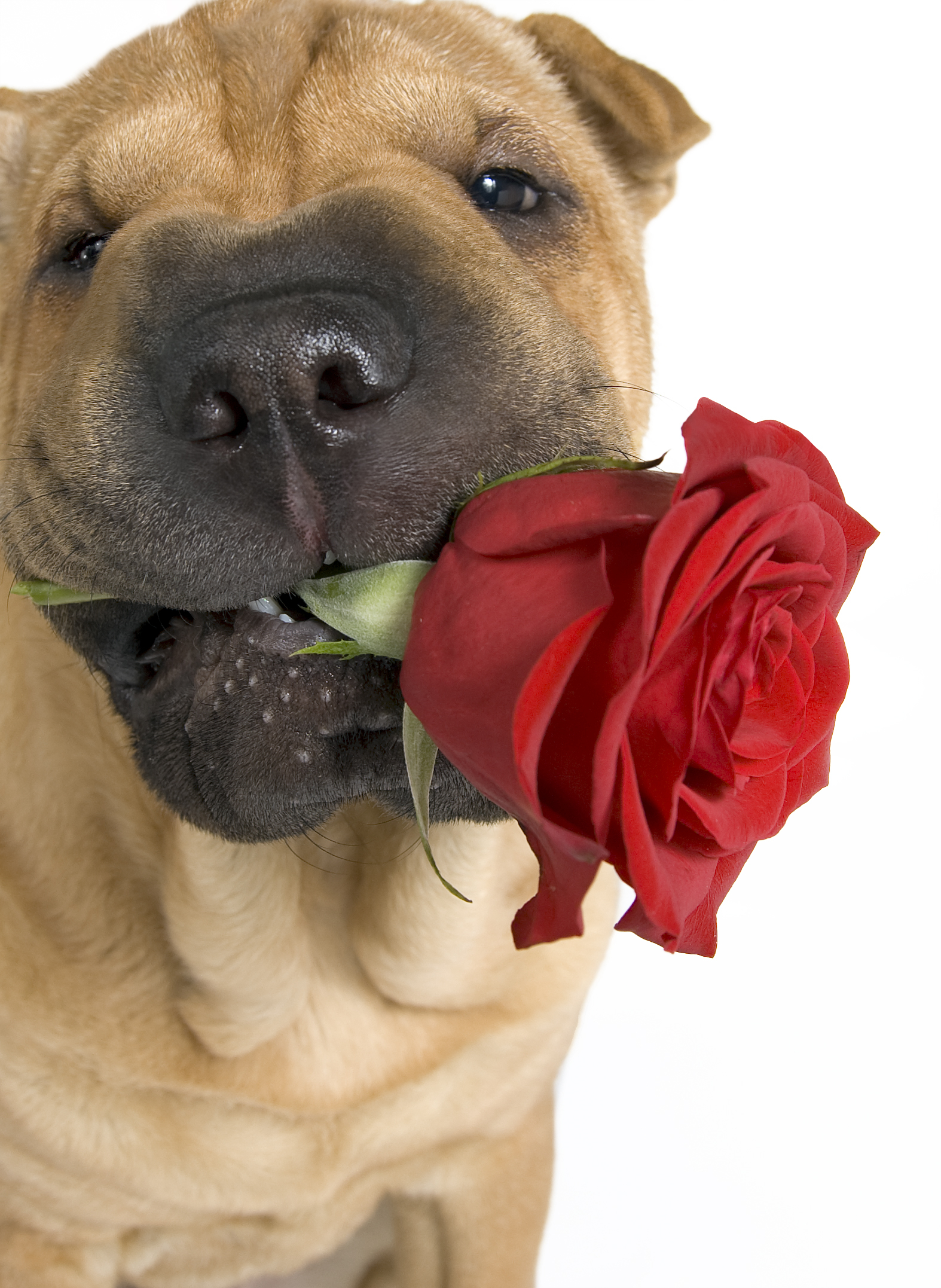 Shar Pei Dog With Cute Rose Wallpaper - Cute Valentines Day Dogs - HD Wallpaper 