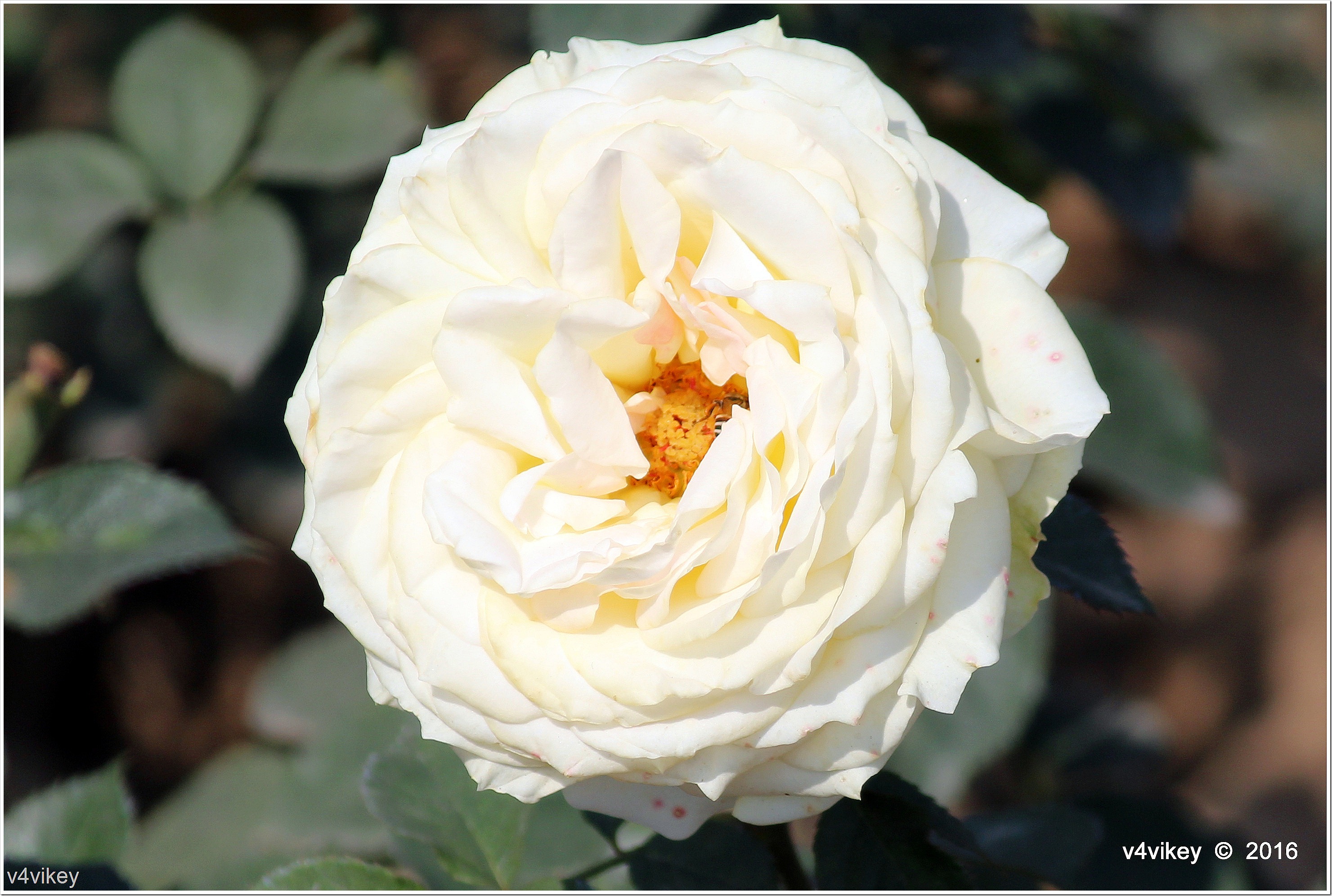White Color Big Roses - HD Wallpaper 