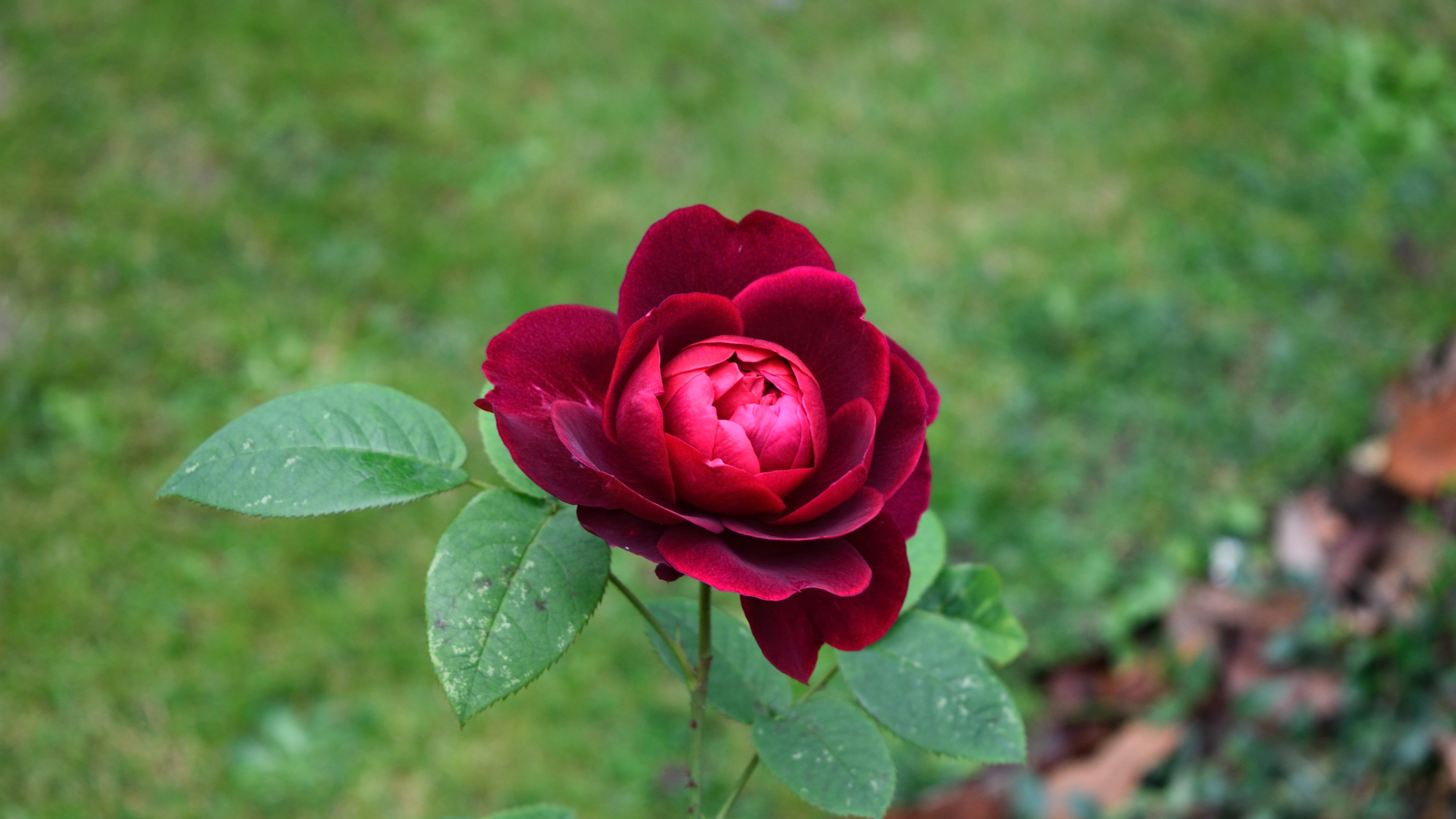 Garden Roses - HD Wallpaper 