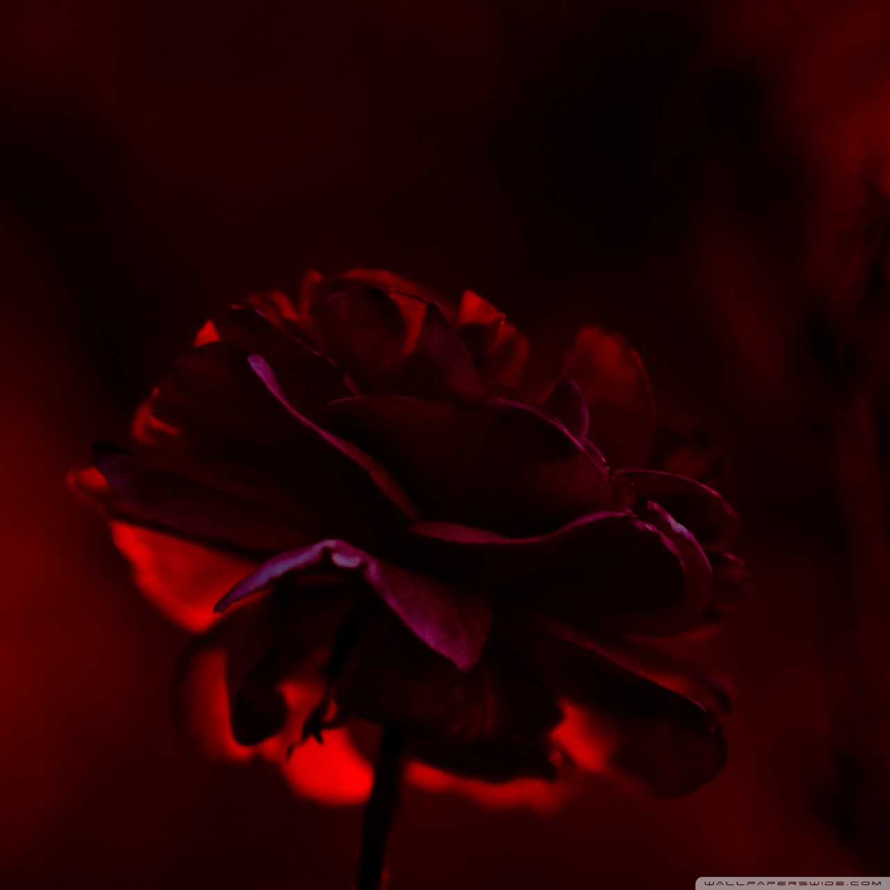 Tablet Computer - HD Wallpaper 