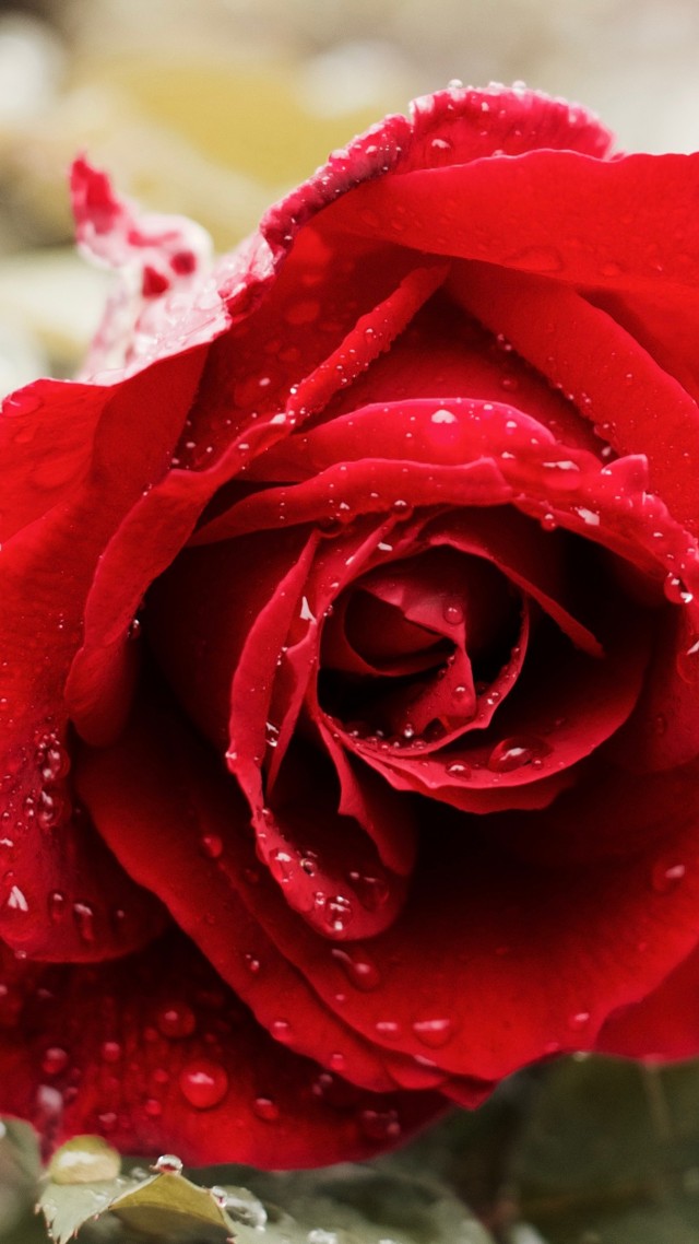 Rose, 5k, 4k Wallpaper, Red, Spring, Flower - Red Rose Wallpaper For Facebook - HD Wallpaper 