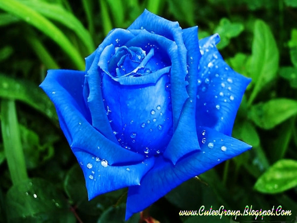 Blue Rose - Beautiful Blue Rose Wallpaper Hd - 1024x768 Wallpaper -  
