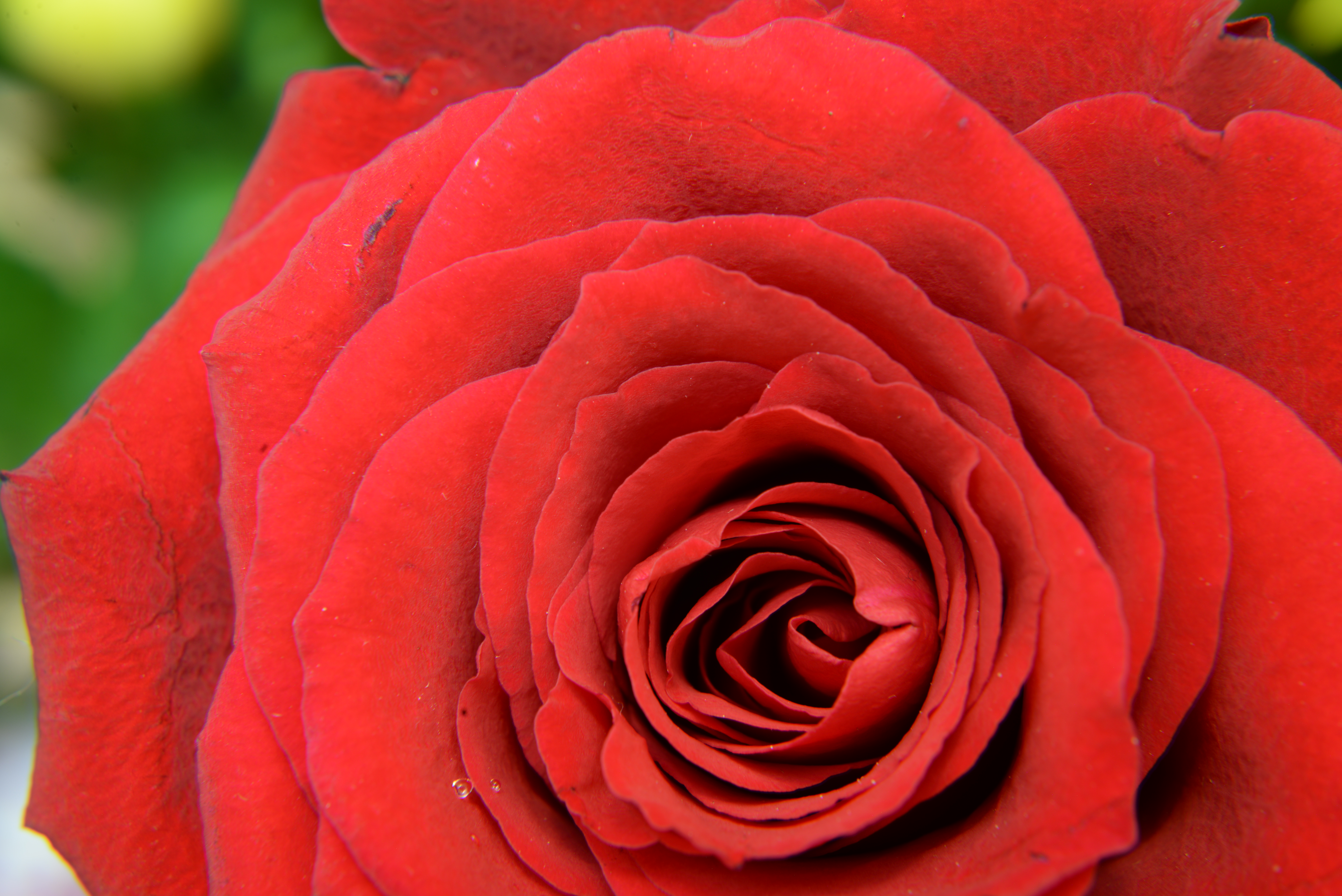 Red Rose Hd Wallpaper Free Download - 2340 X 1080 Love Images Hd - HD Wallpaper 