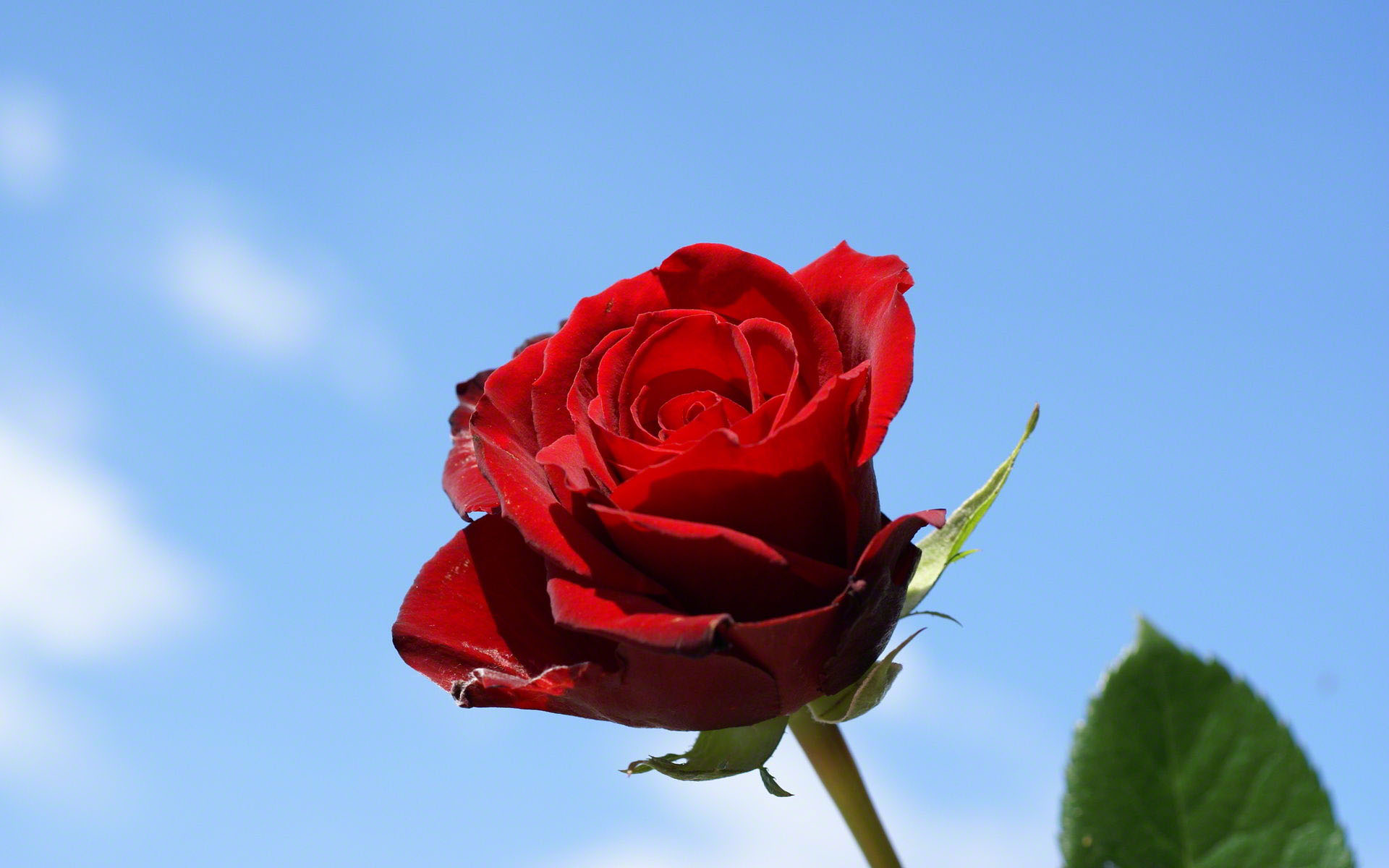 Single Rose With Blue Sky Background - Rose In The Sky - HD Wallpaper 