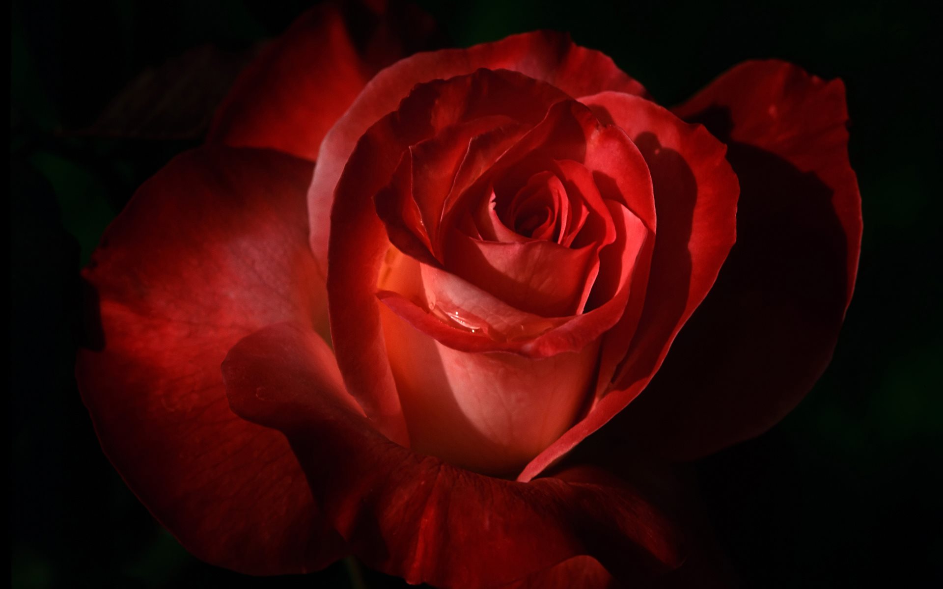 Dark Red Rose Wallpaper - Roses Theme - HD Wallpaper 