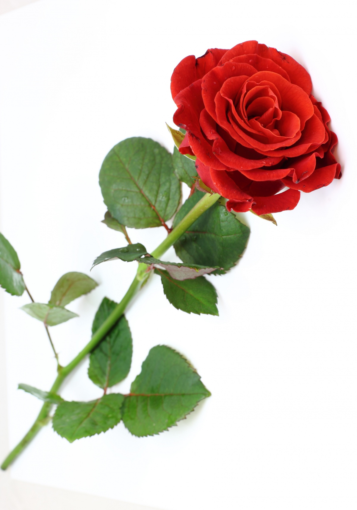 One Red Rose On A Stem - Happy New Year 2020 Quotes - HD Wallpaper 