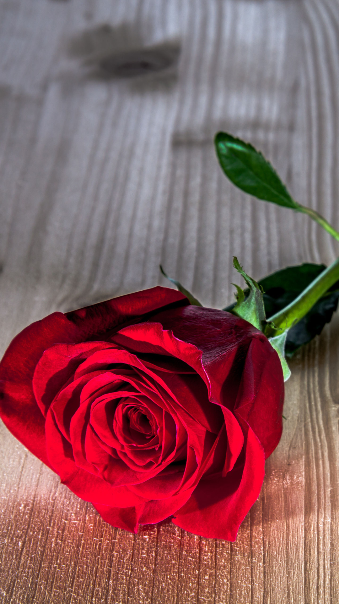 Red Rose Wallpaper Iphone - HD Wallpaper 