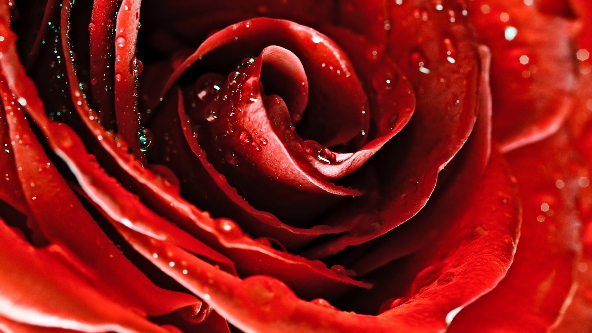 Best Rose Wallpaper Id - Red Rose - HD Wallpaper 