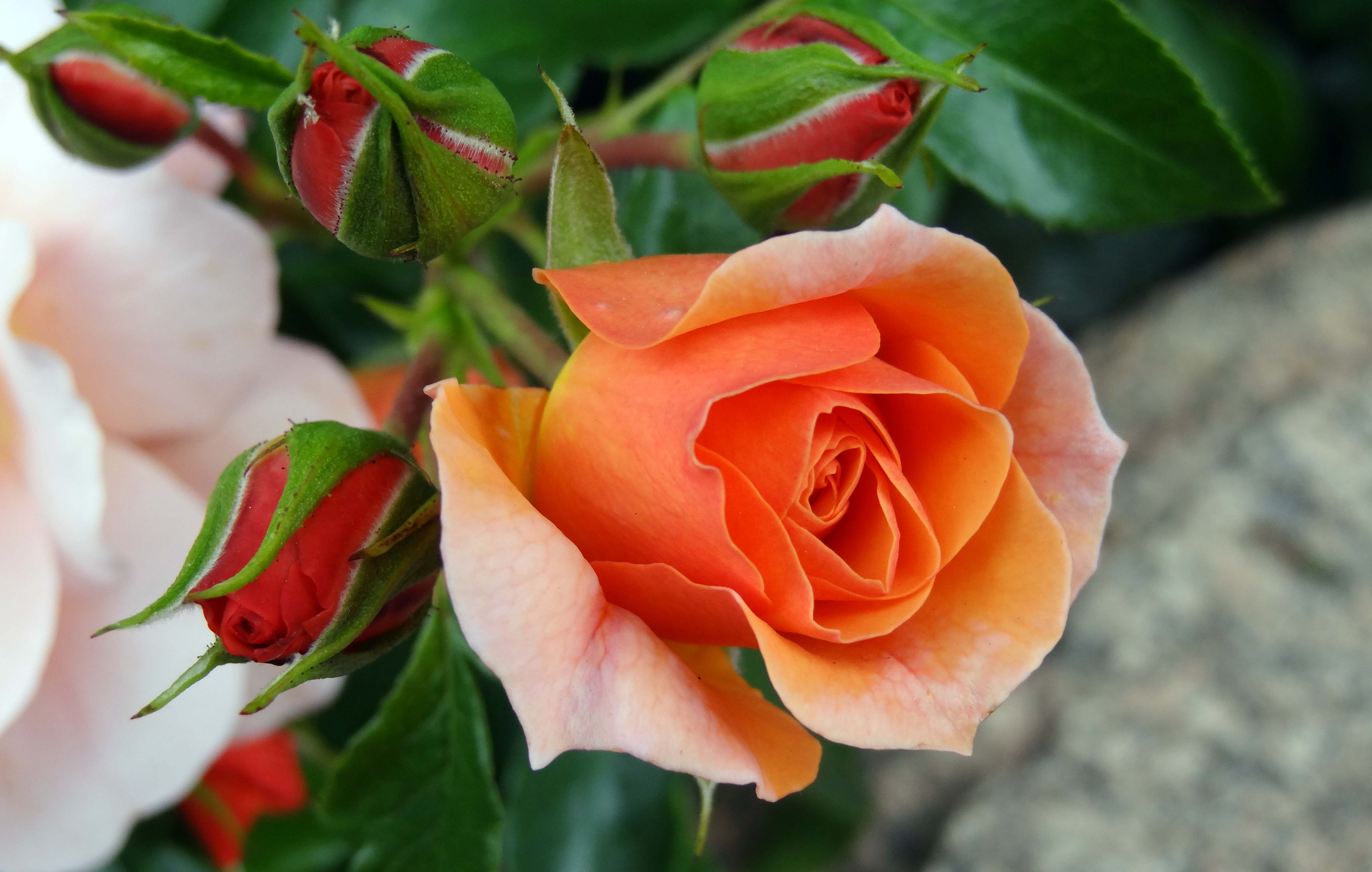 4 Kbytes, Quality - Beautiful Attractive Orange Rose - HD Wallpaper 
