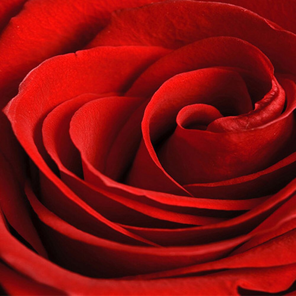 Red Rose Background - HD Wallpaper 