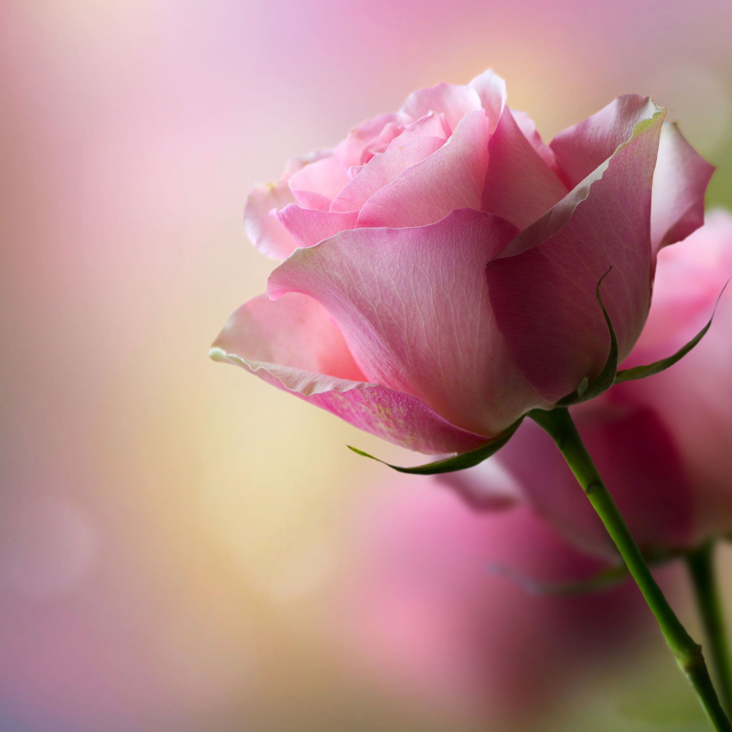 Single Pink Rose Wallpaper 1080p On High Resolution - High Resolution