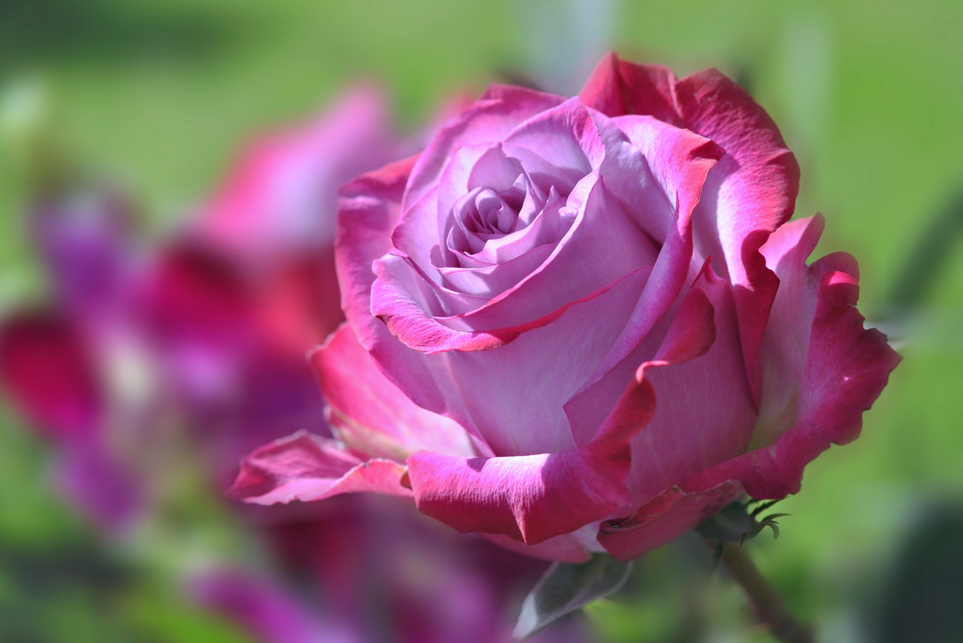 Beautiful Rose Images 4k - HD Wallpaper 