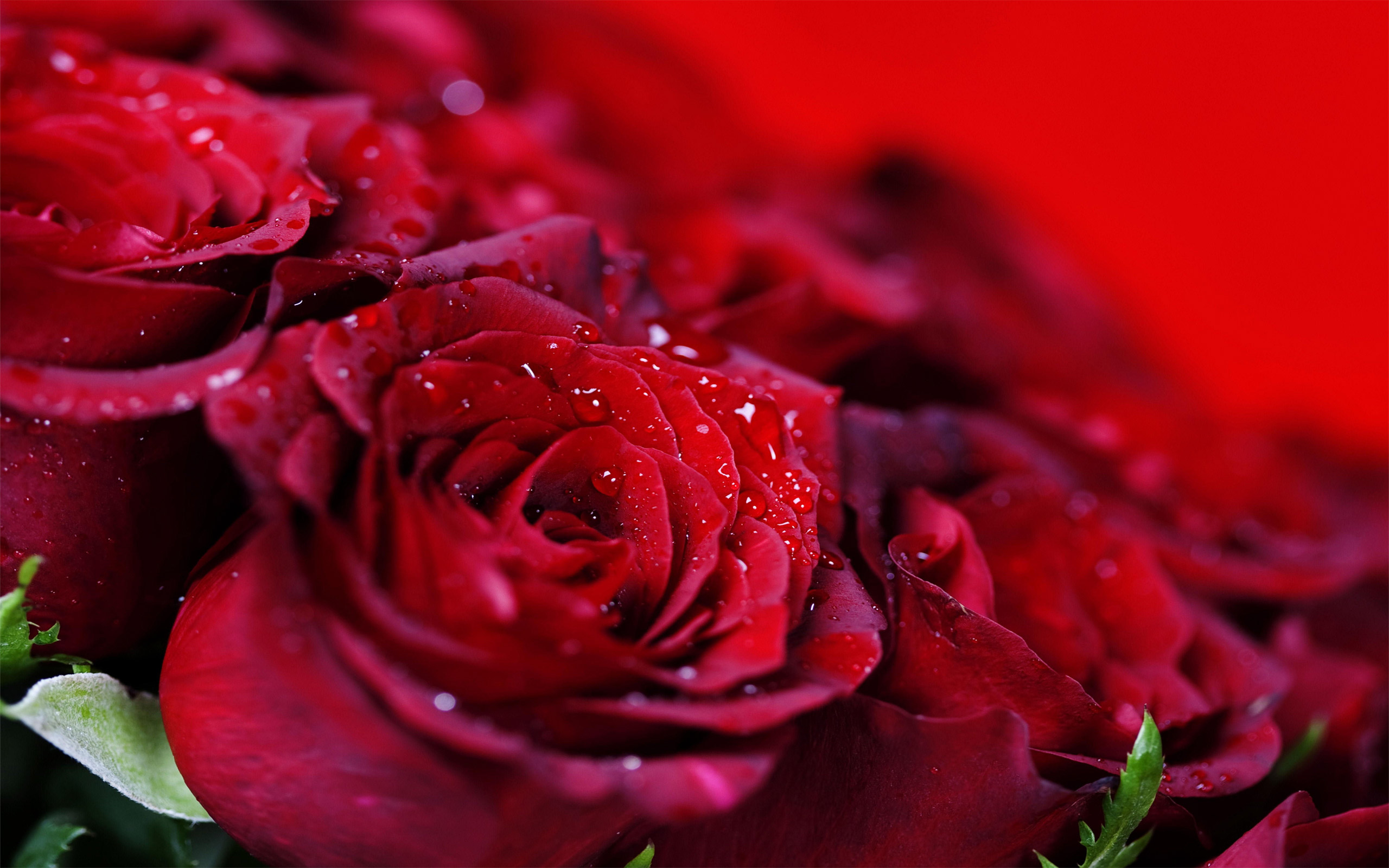 Free Roses Symbol Of Love And Affection, Computer Desktop - Rose -  2560x1600 Wallpaper 