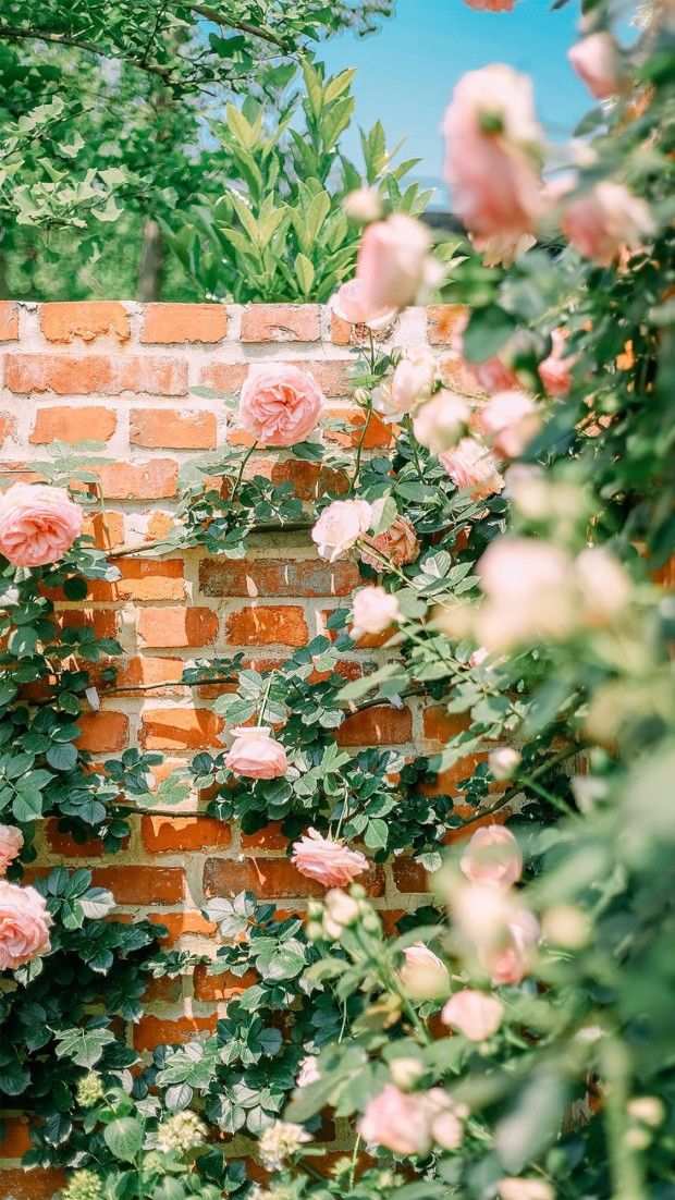 Flower Garden Wallpaper For Iphone - HD Wallpaper 