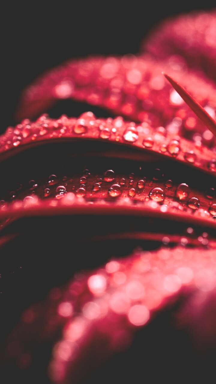 Beautiful, Flowers, And Wallpaper Image - Close-up - HD Wallpaper 