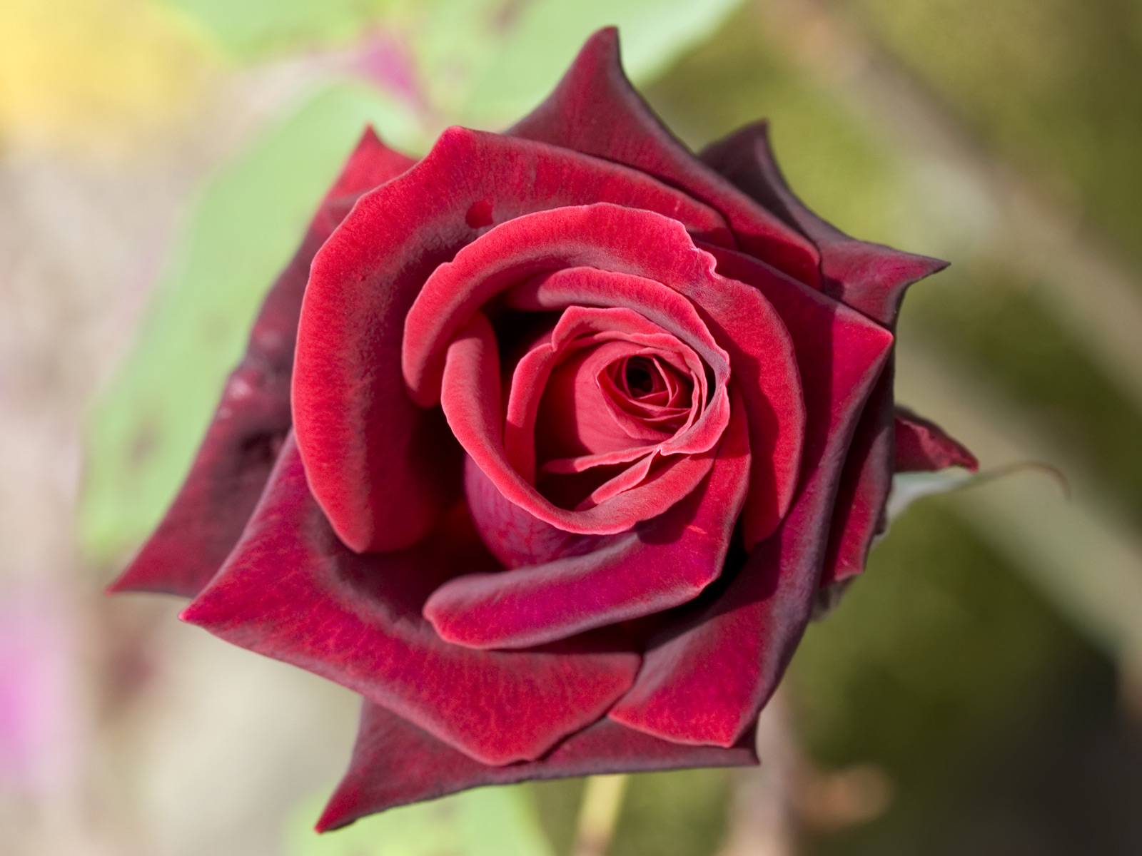 Deep Red Rose - HD Wallpaper 
