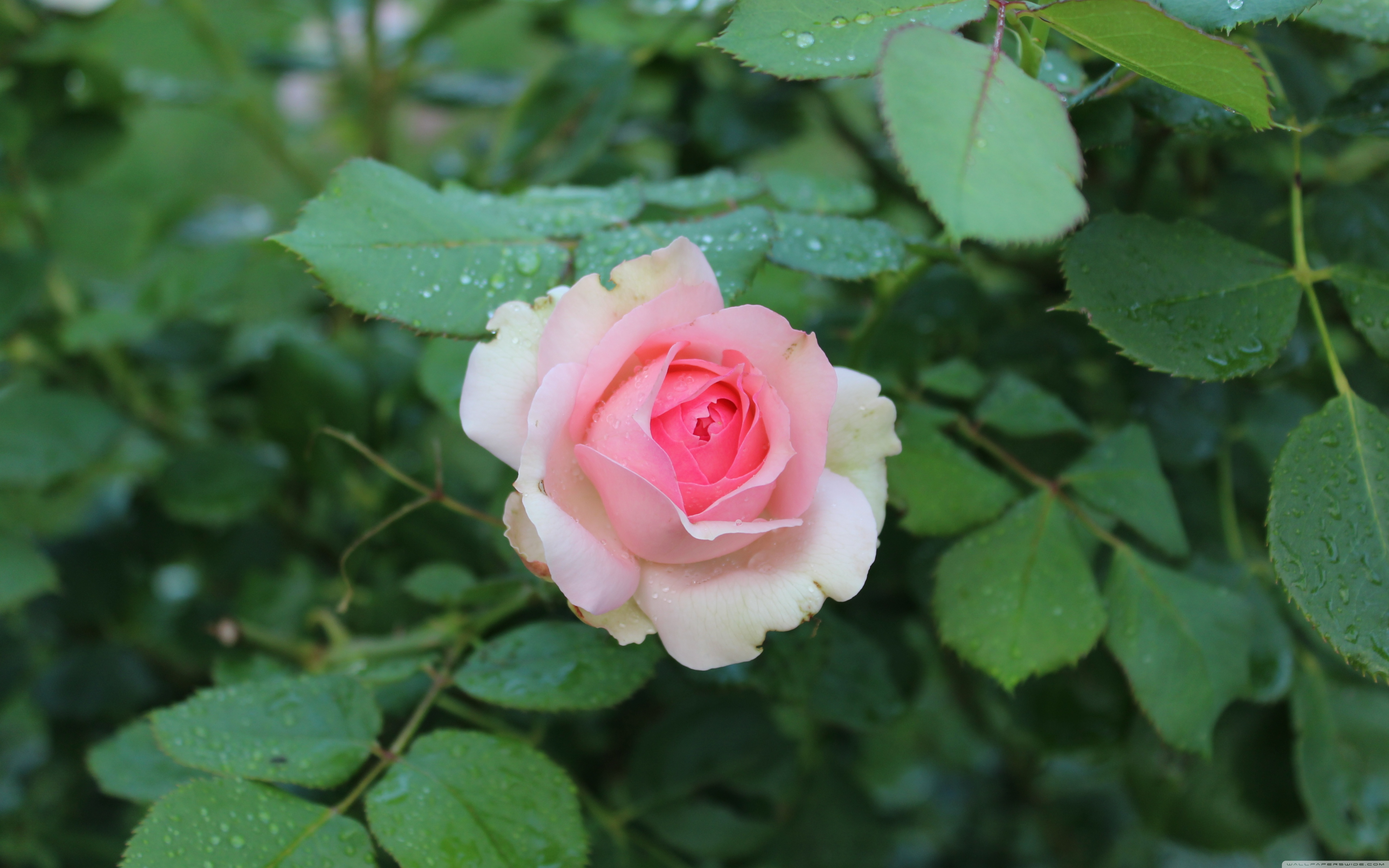 16:10 Aspect Ratio - HD Wallpaper 