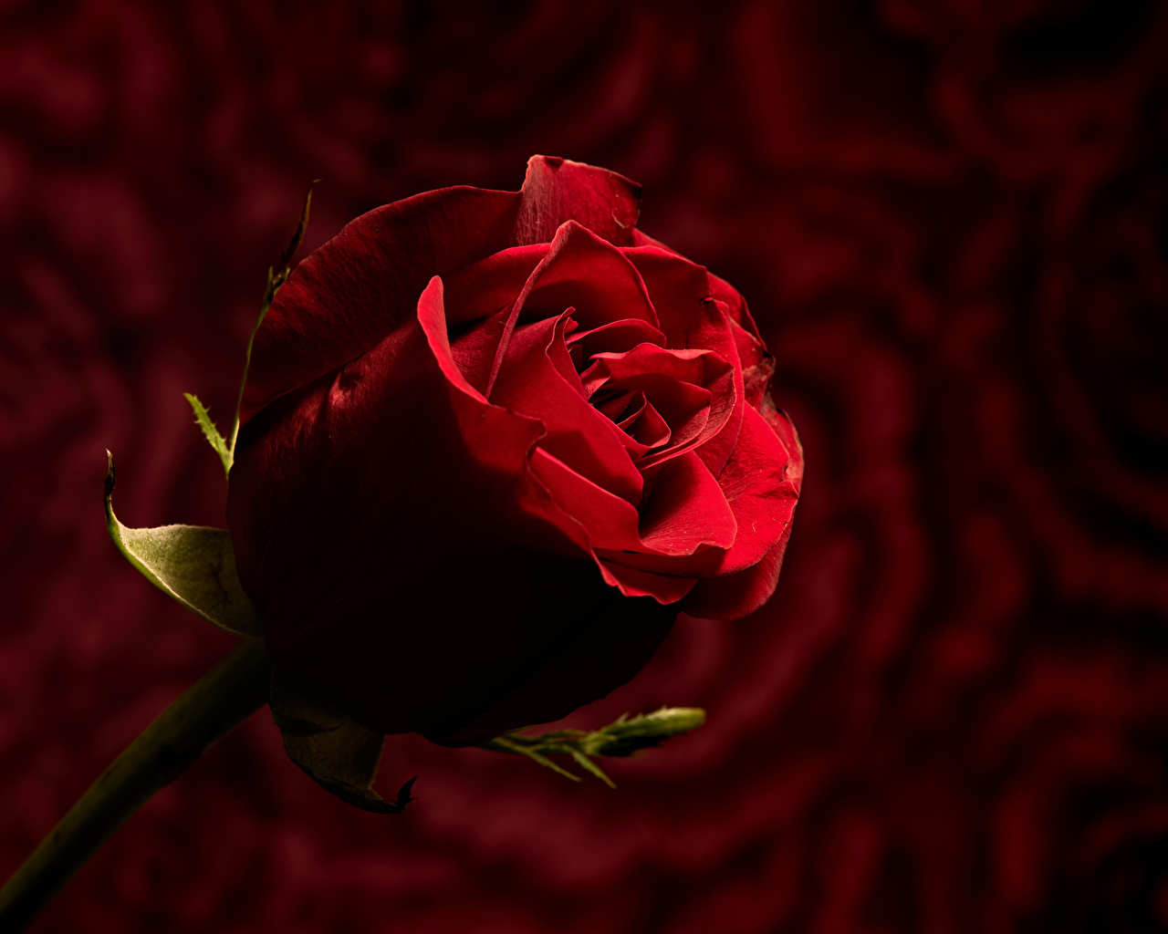 Fondo De Pantalla Rosal Rojo Con Fondo Negro 2 - HD Wallpaper 