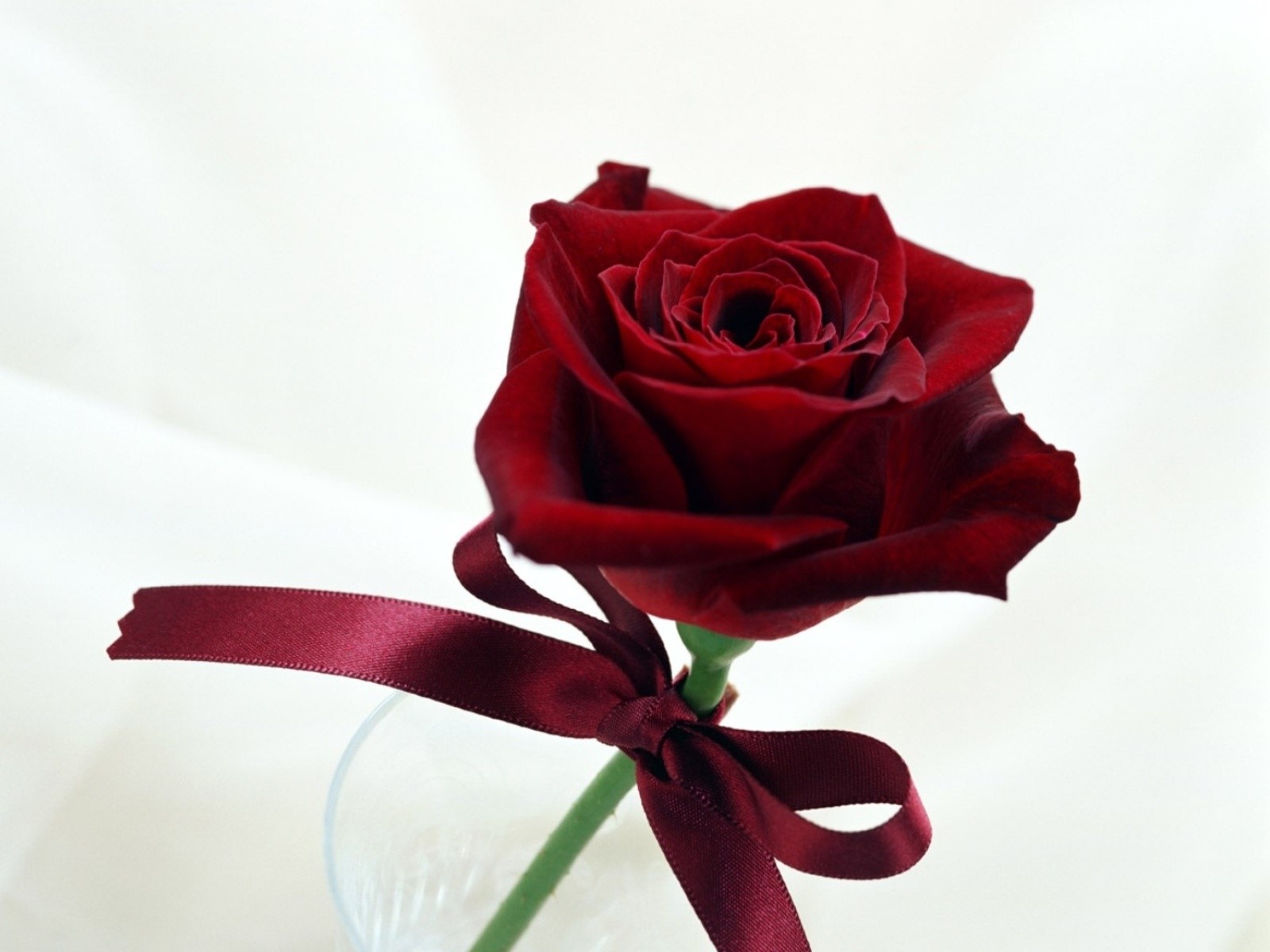 Beautiful Red Rose With Rebin Hd Laptop Background - Hugs And Kisses Roses - HD Wallpaper 